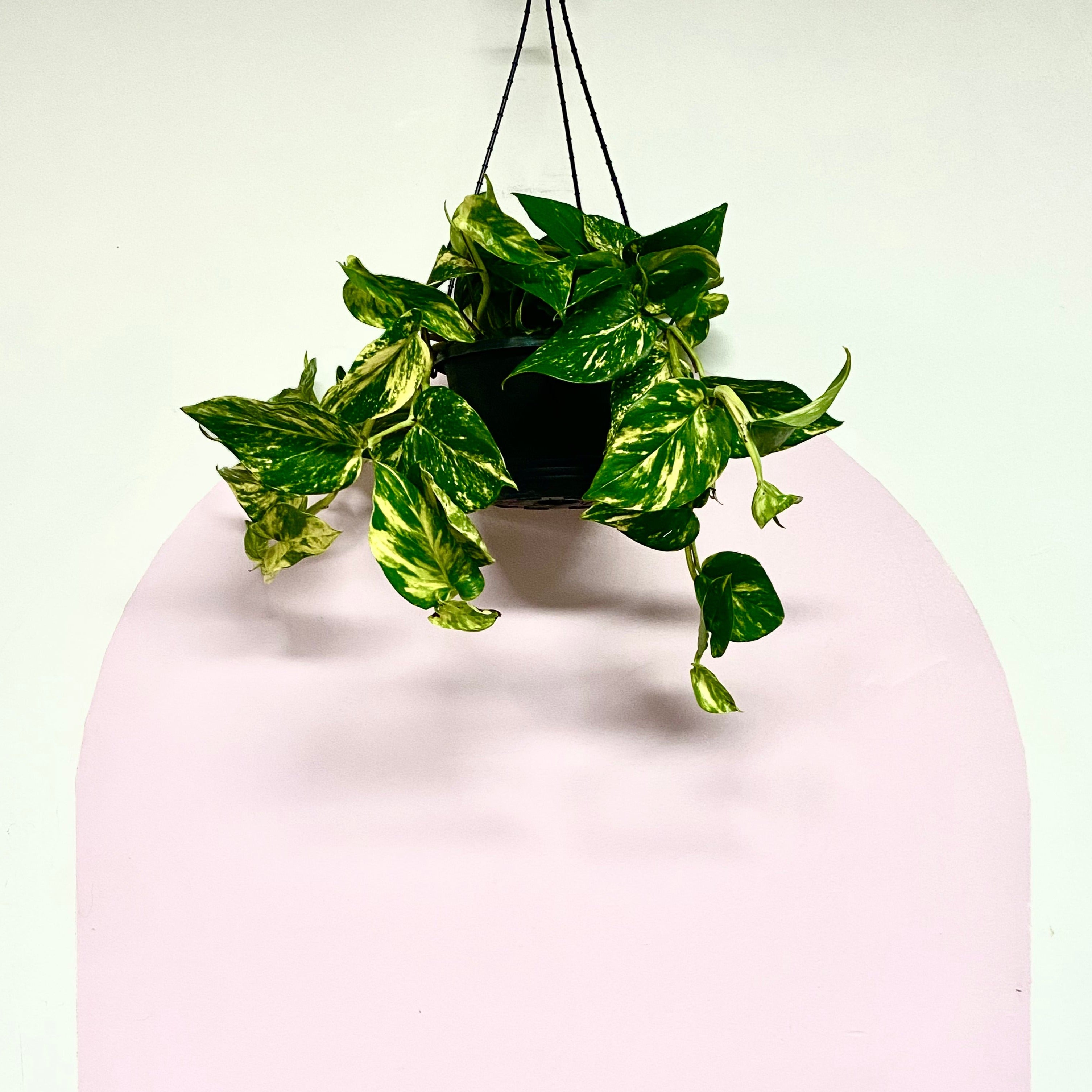 Devils Ivy 'Pothos' Hanging Basket