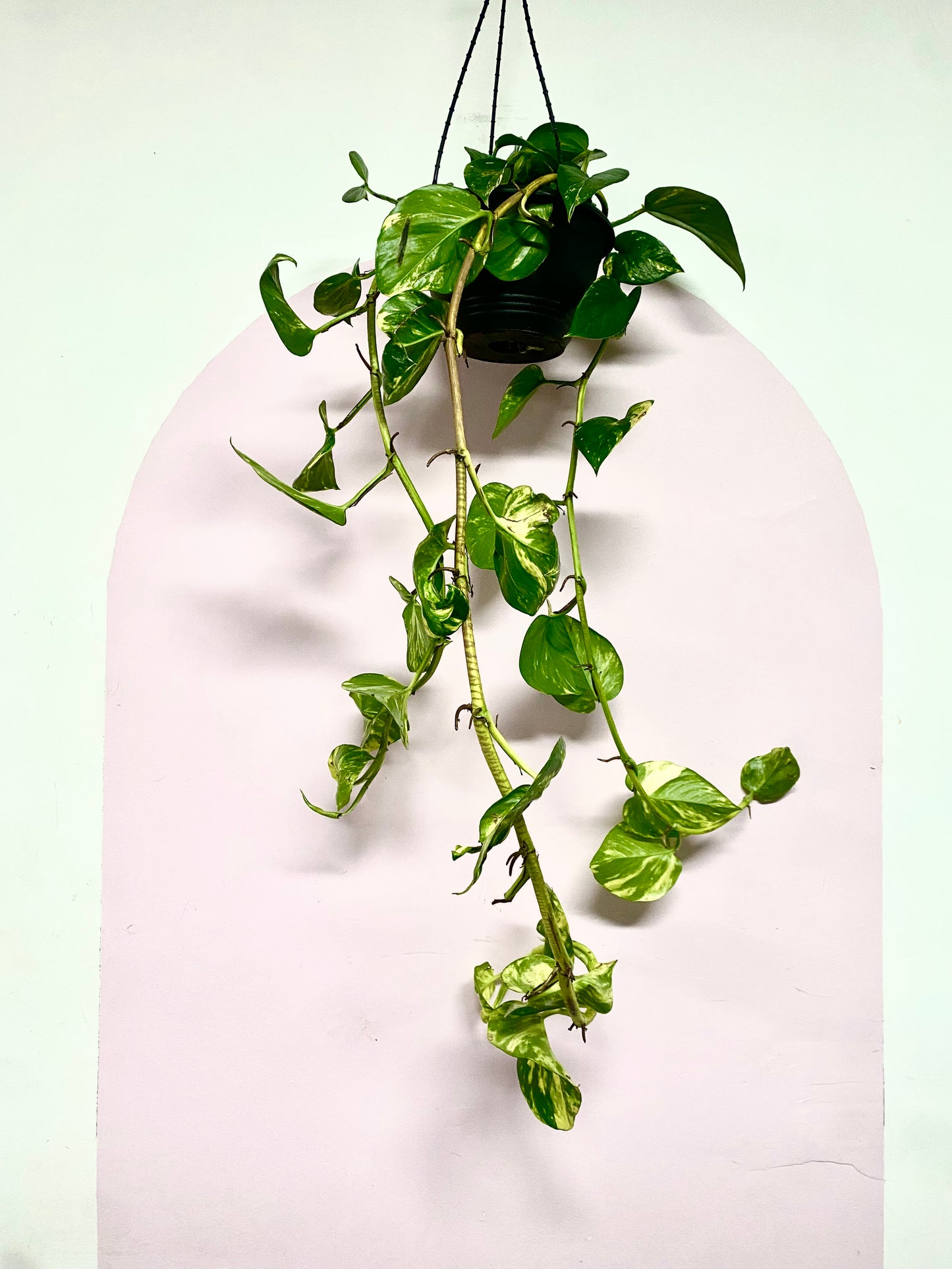Devils Ivy Hanging Basket