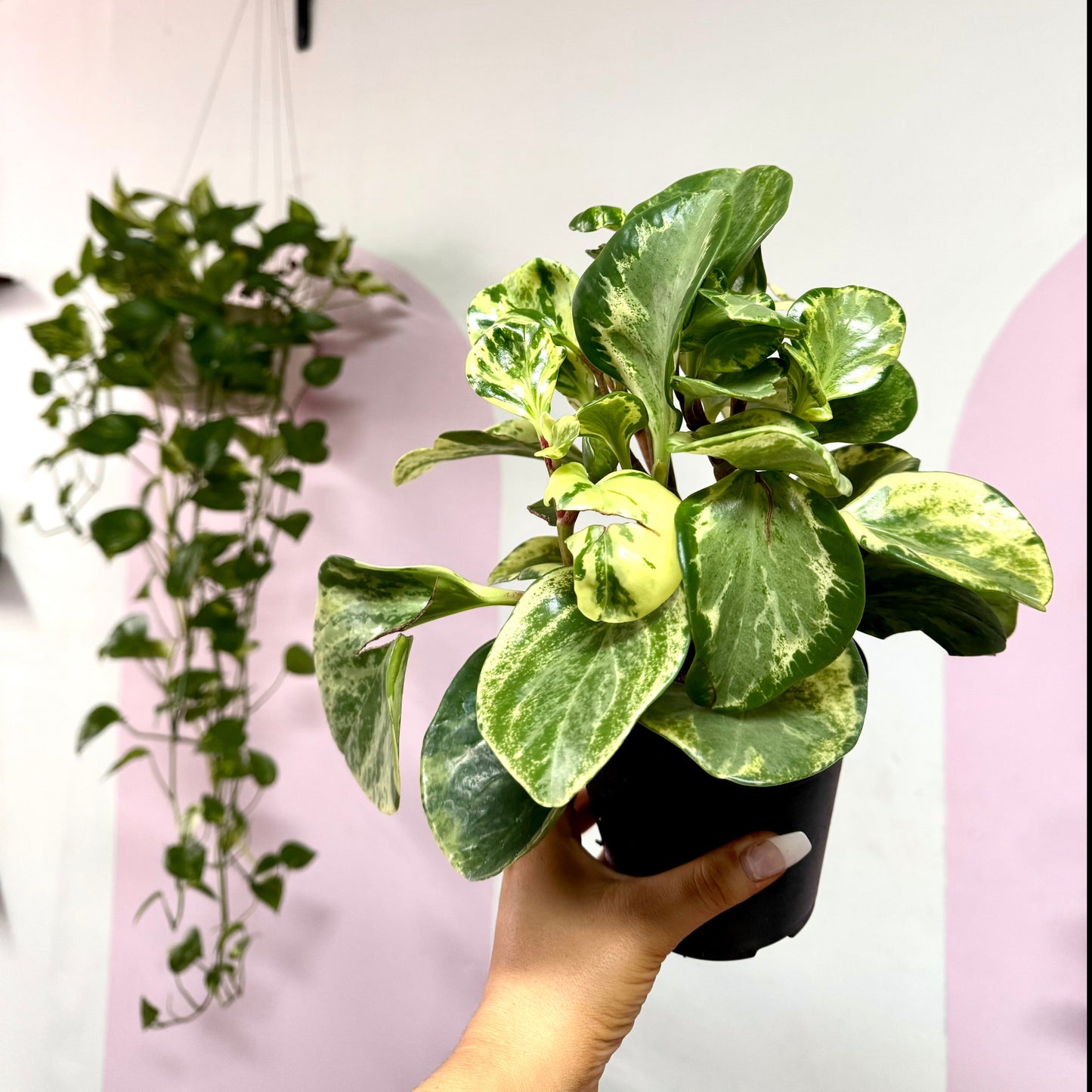 Peperomia Obtusifolia Variegated