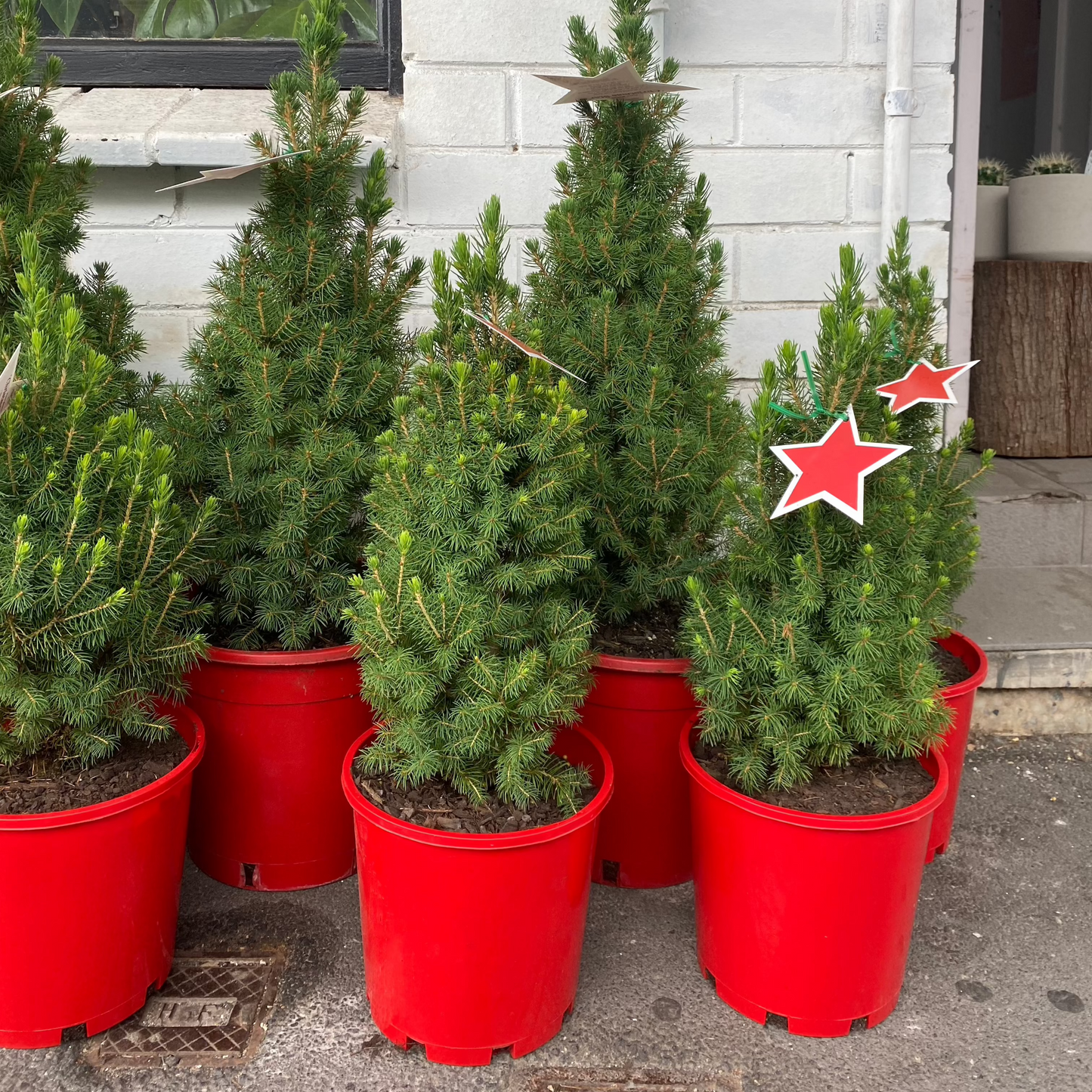 Christmas tree - Picea Glauca