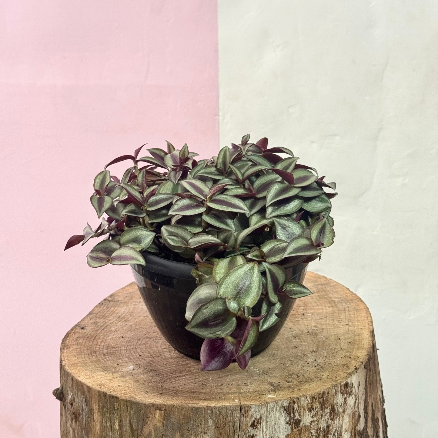 Tradescantia 'Zebrina Spiderwort'