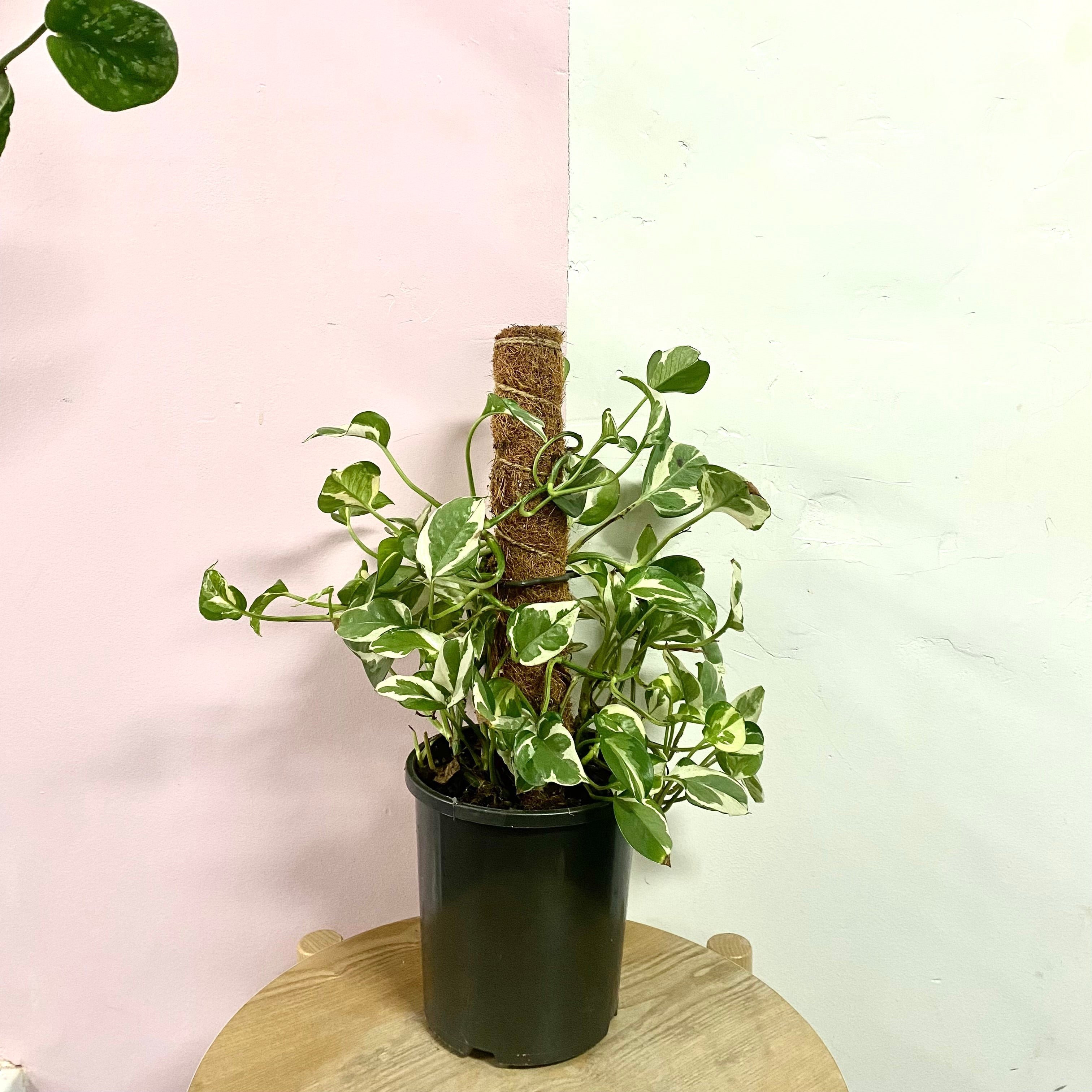 snow queen plant indoor Snow Queen 'Pothos' on Totem – Trailing Indoor Plant