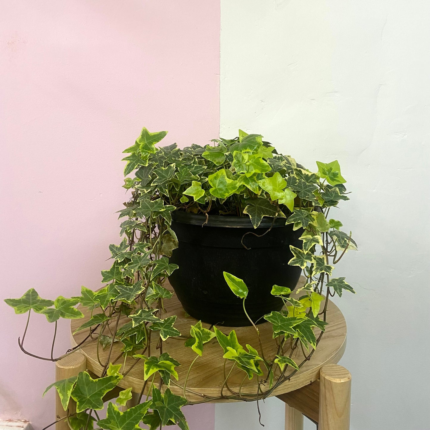 English Ivy