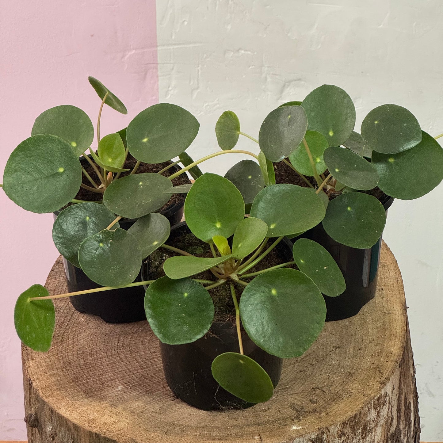 Pilea 'Chinese Money Plant'