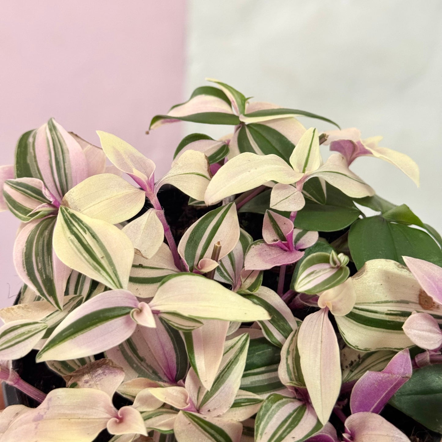 Tradescantia Fluminesis Tricolour