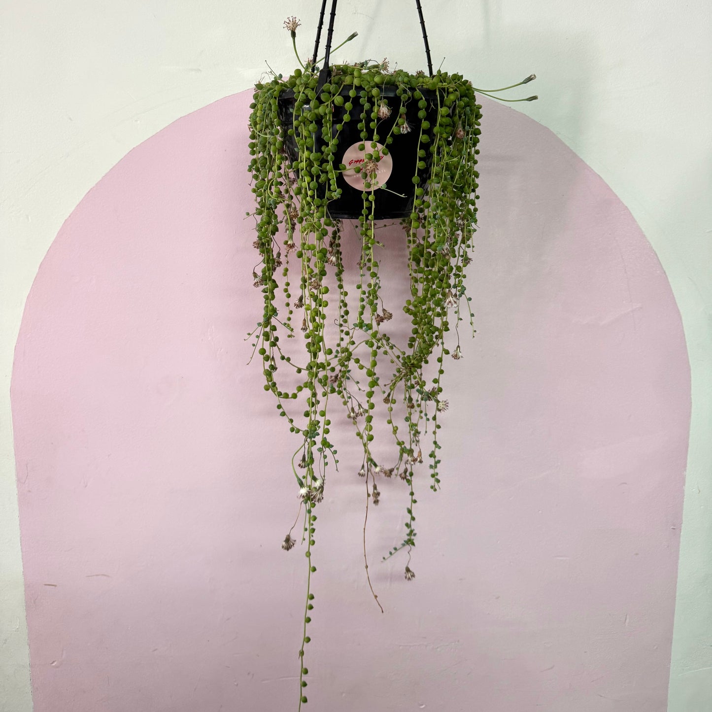 String of Pearls