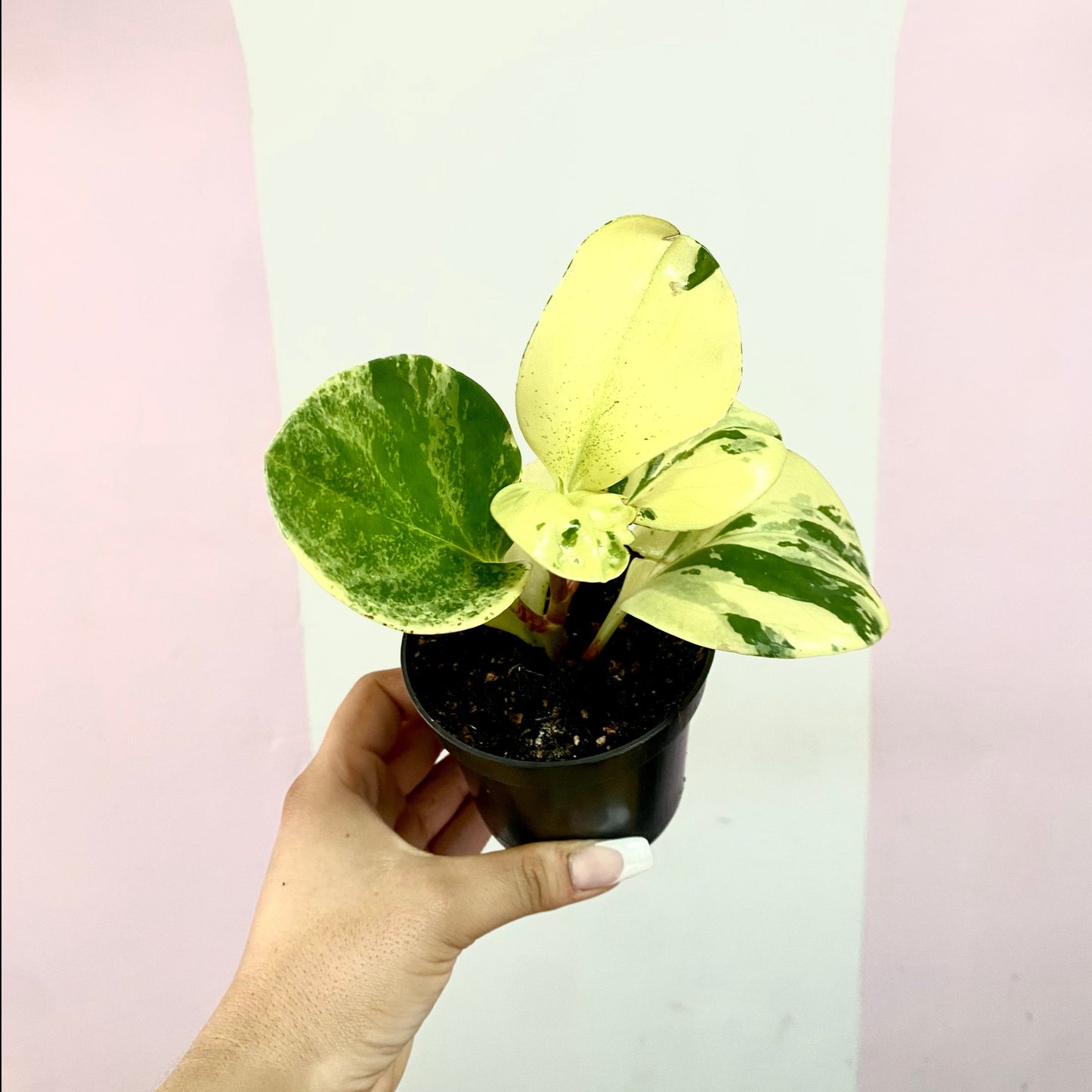 Peperomia Obtusifolia Variegated