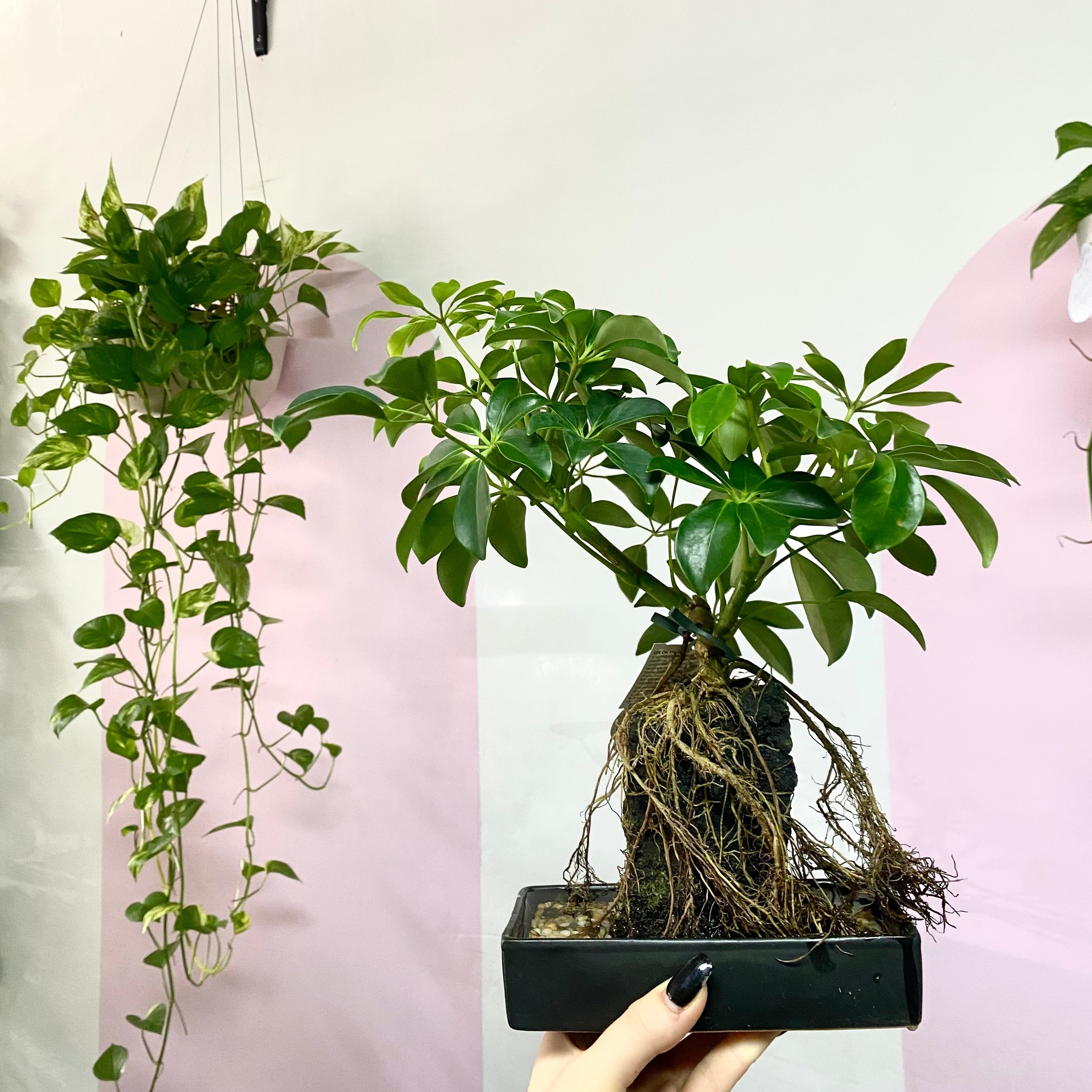 umbrella tree bonsai Bonsai Umbrella Tree – Indoor Bonsai