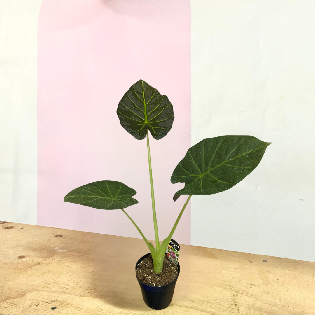 Alocasia Wentii