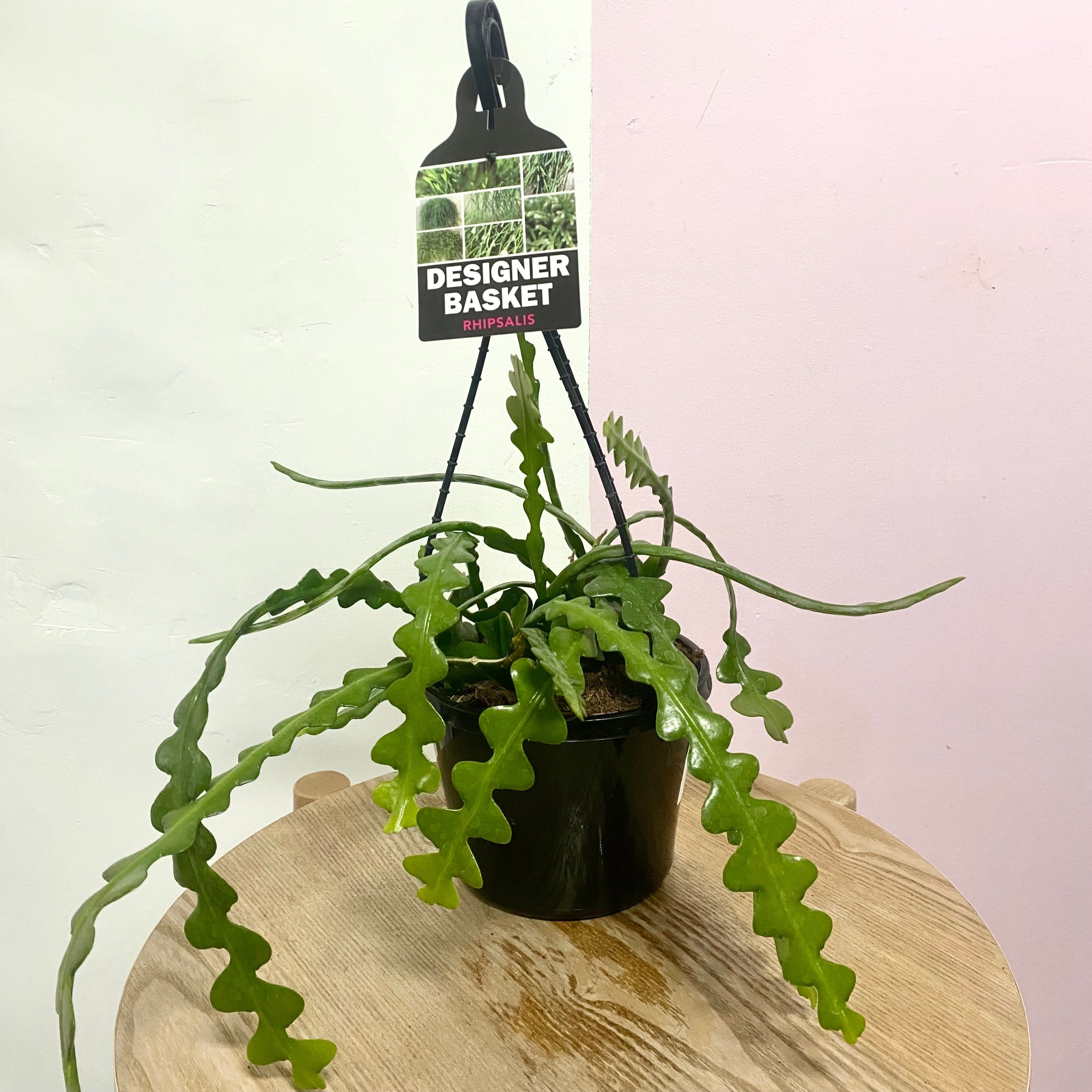 Fishbone 'Zig Zag' Cactus