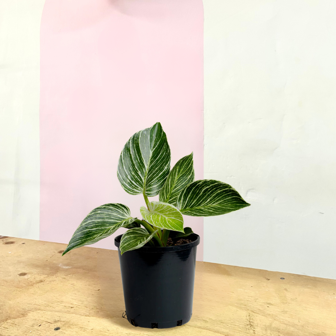philodendron birkin light Philodendron Birkin – Low-Light Indoor Plant