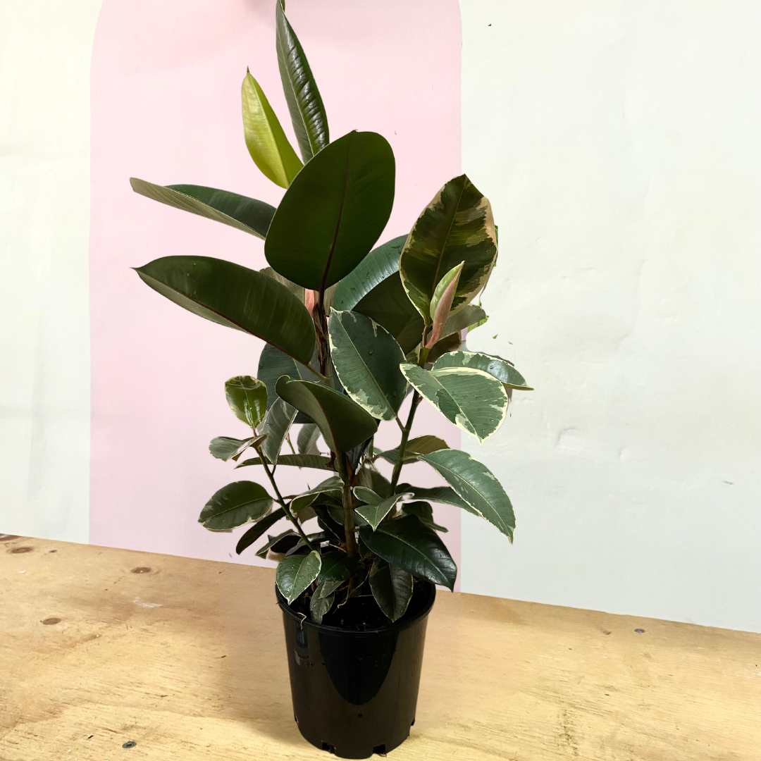Duel Variety Rubber Tree