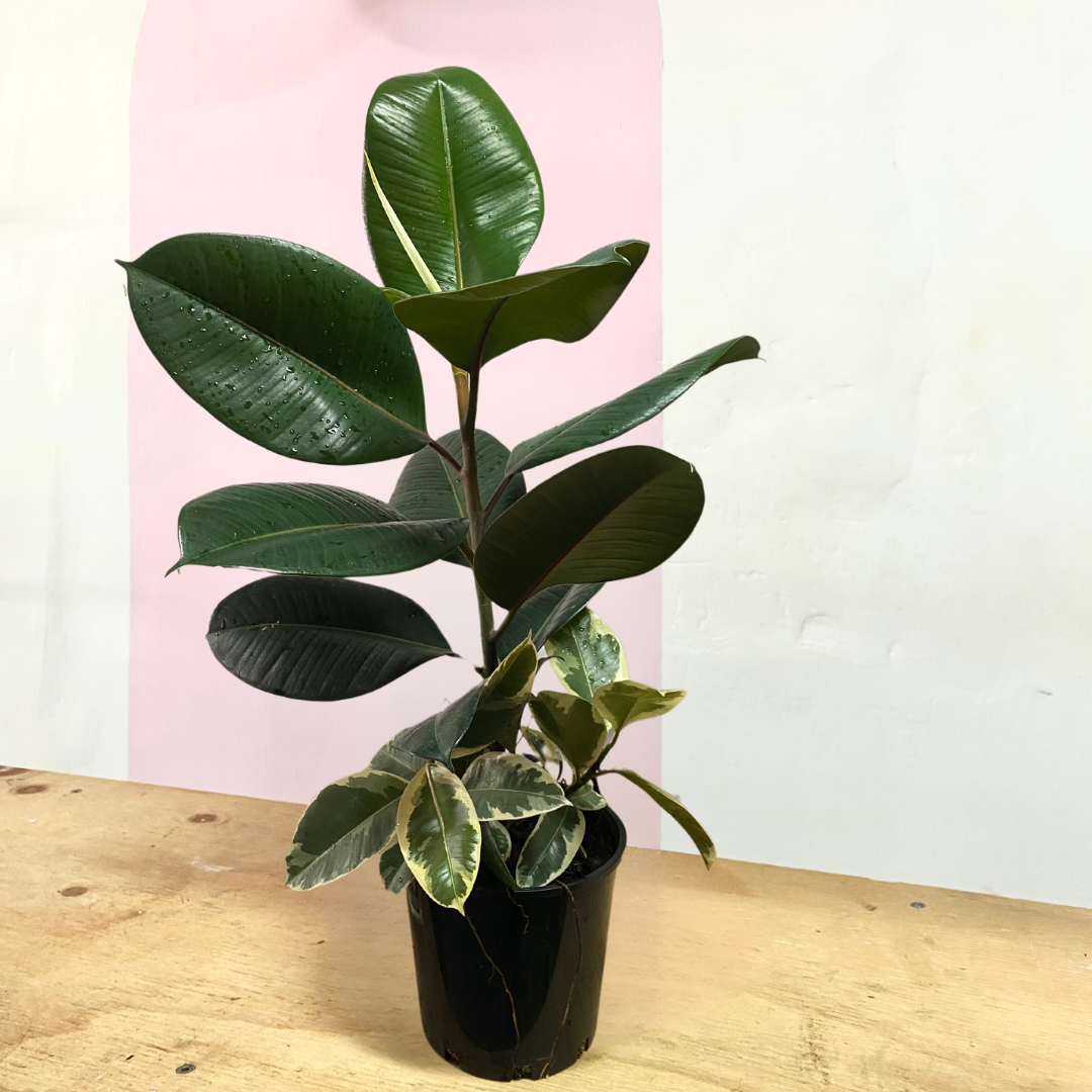 Duel Variety Rubber Tree