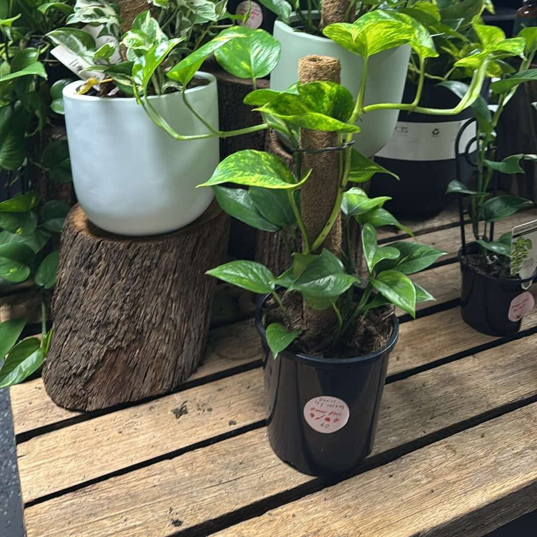 Devils Ivy 'Pothos' on Totem