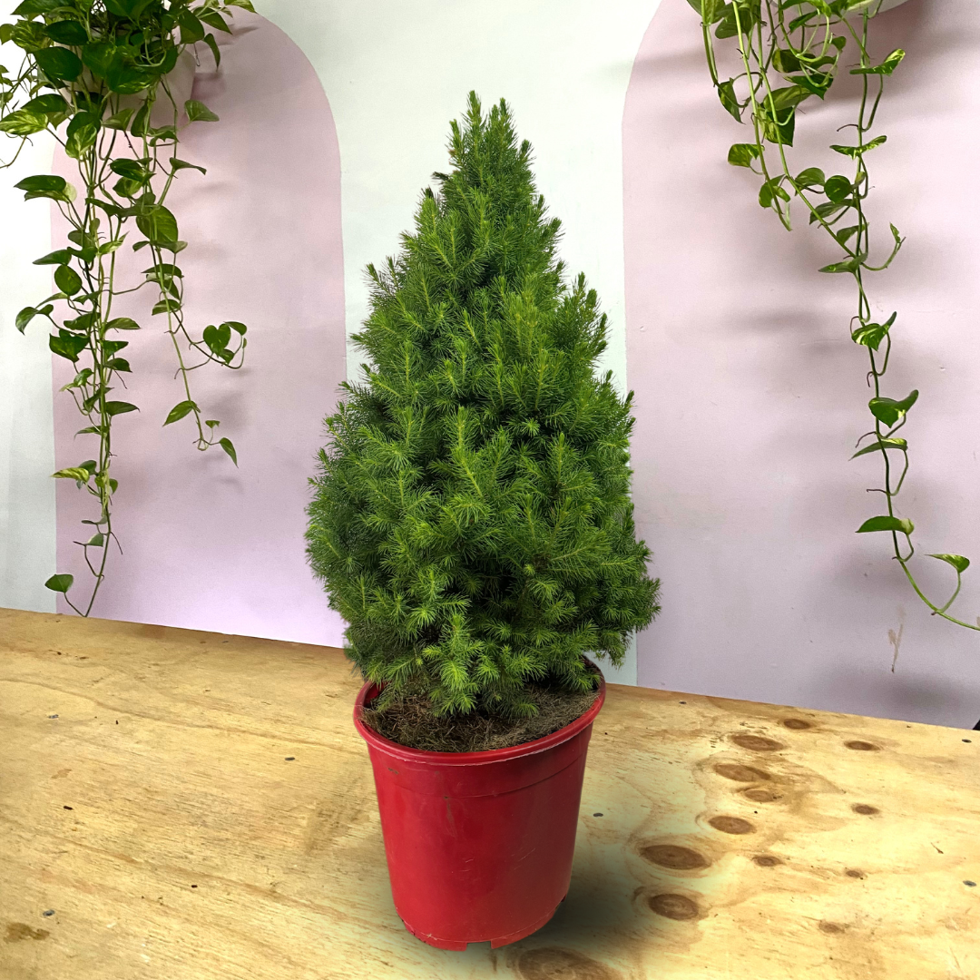 Christmas tree - Picea Glauca