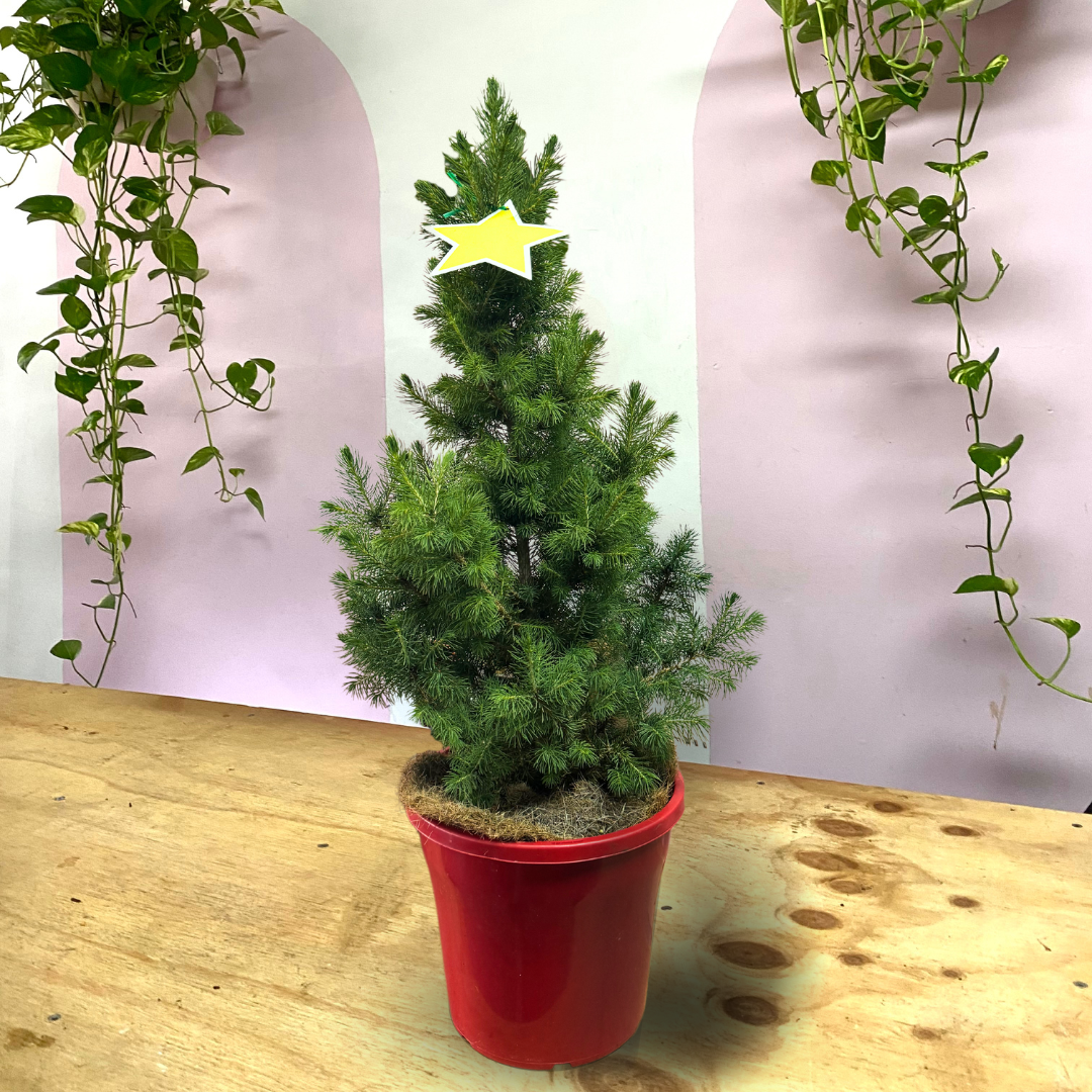 Christmas tree - Picea Glauca