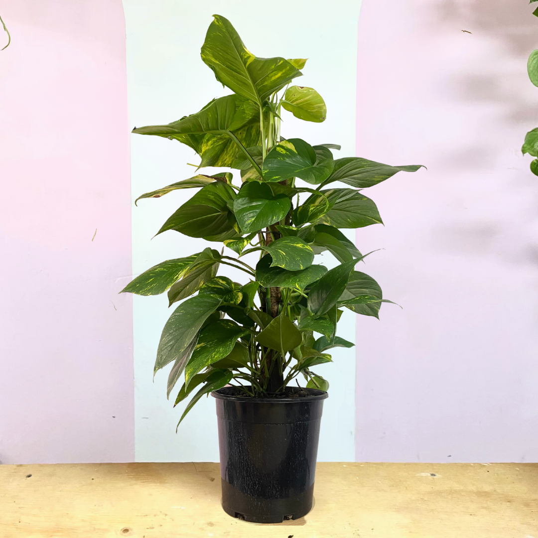 Devils Ivy Pothos