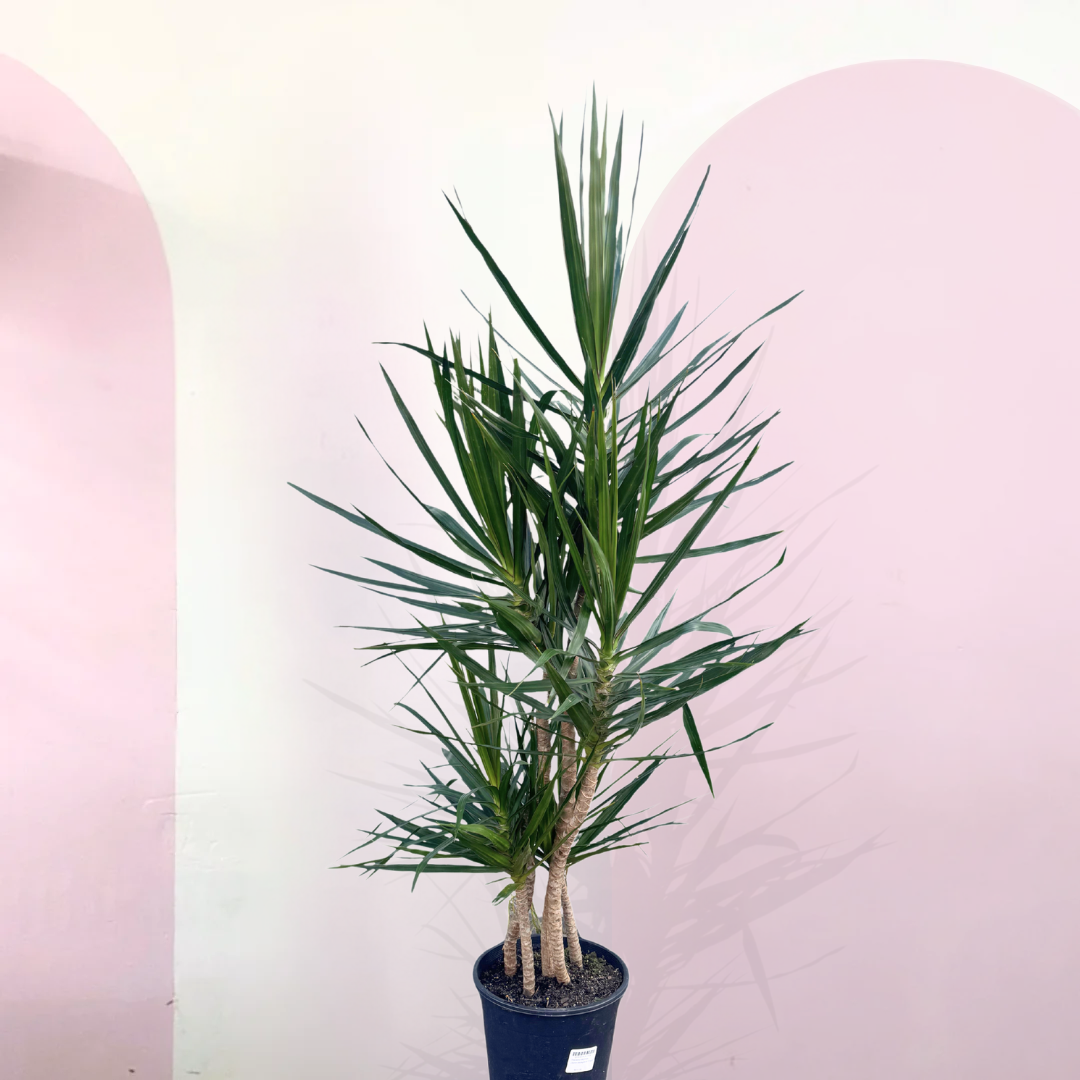 Dragon Tree – Dracaena marginata – Indoor Plant