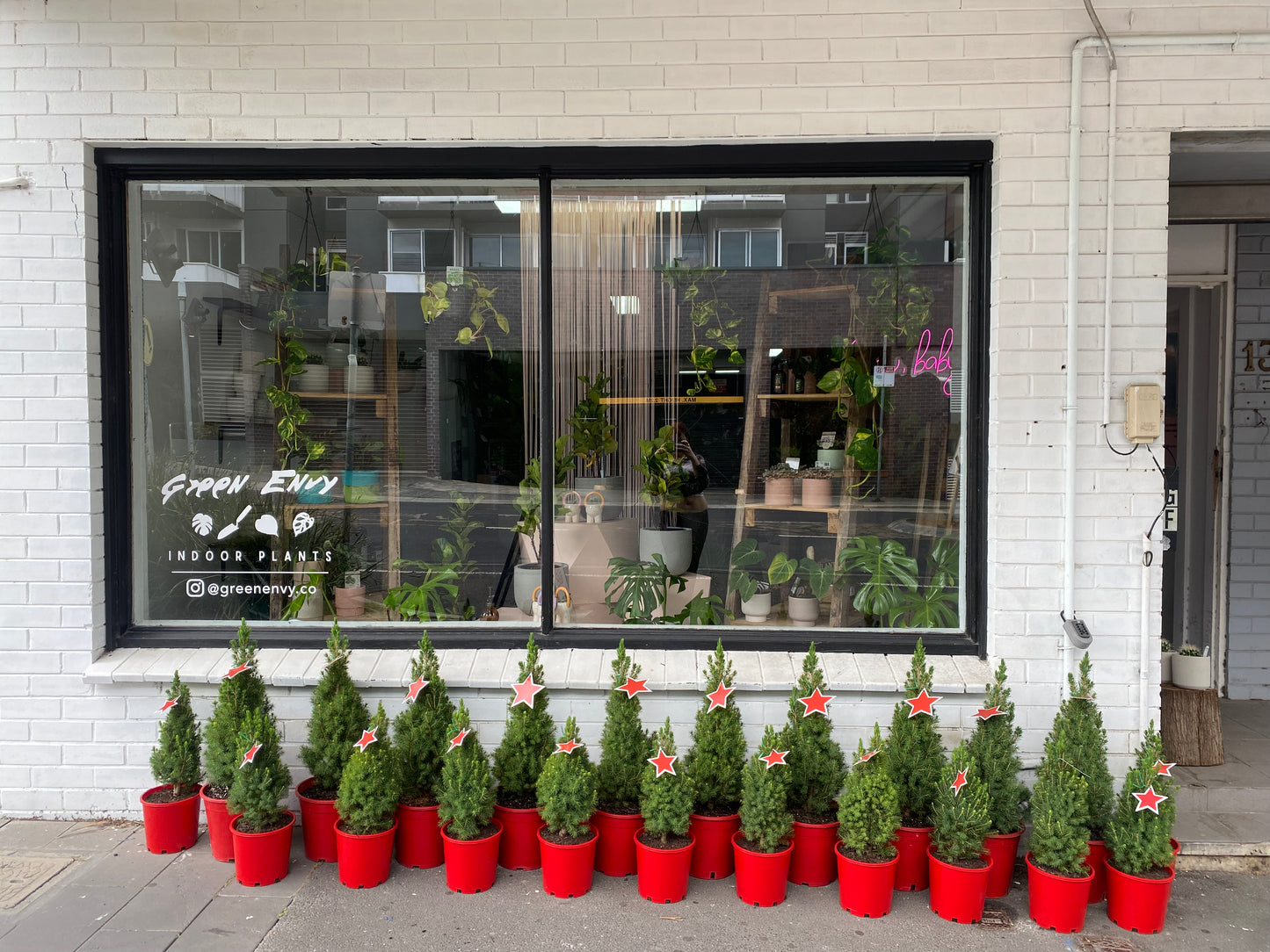 Christmas tree - Picea Glauca
