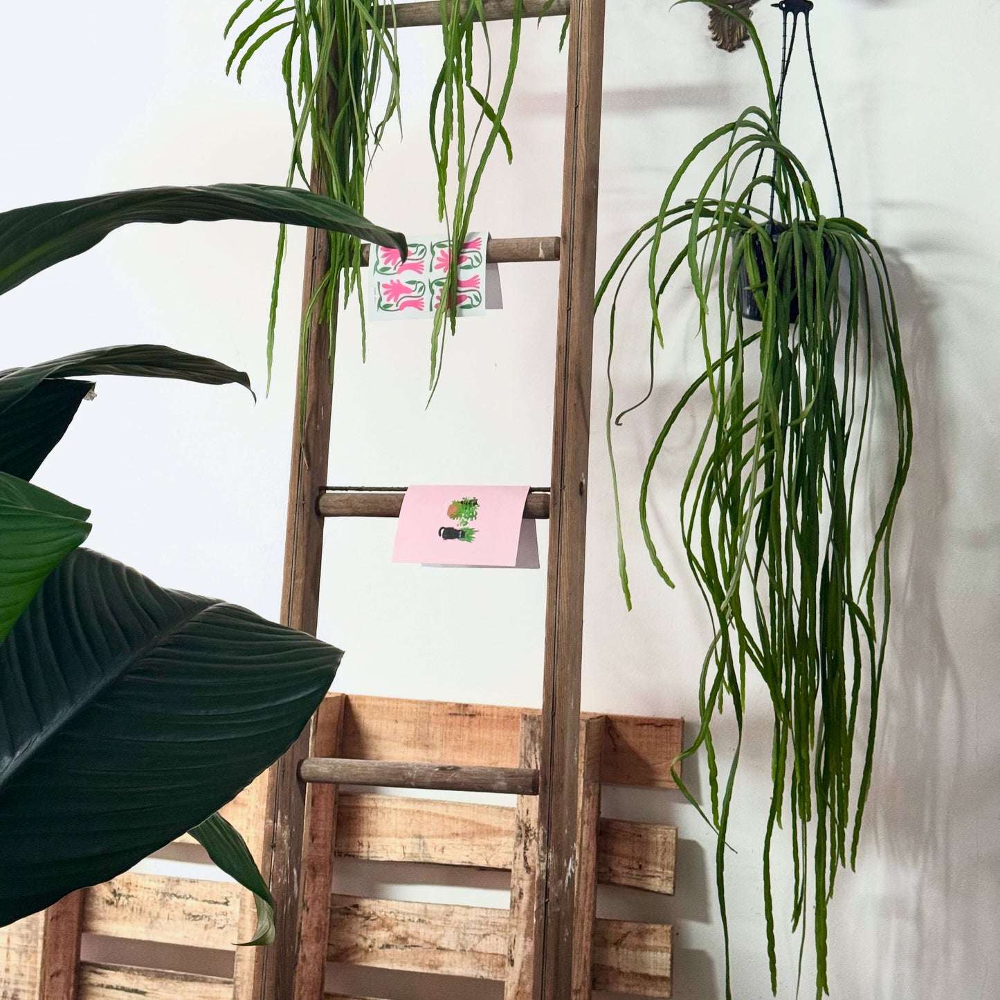 Rhipsalis Boliviana Hanging Basket