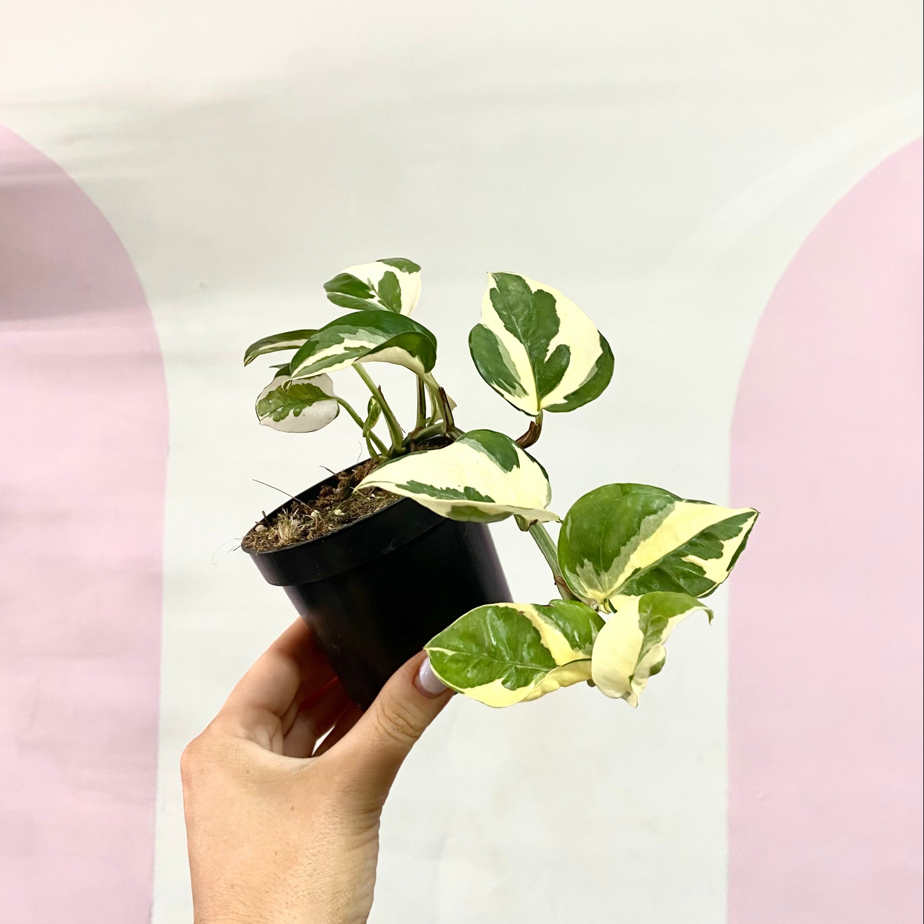 snow queen indoor plant Snow Queen Pothos – Trailing Indoor Plant