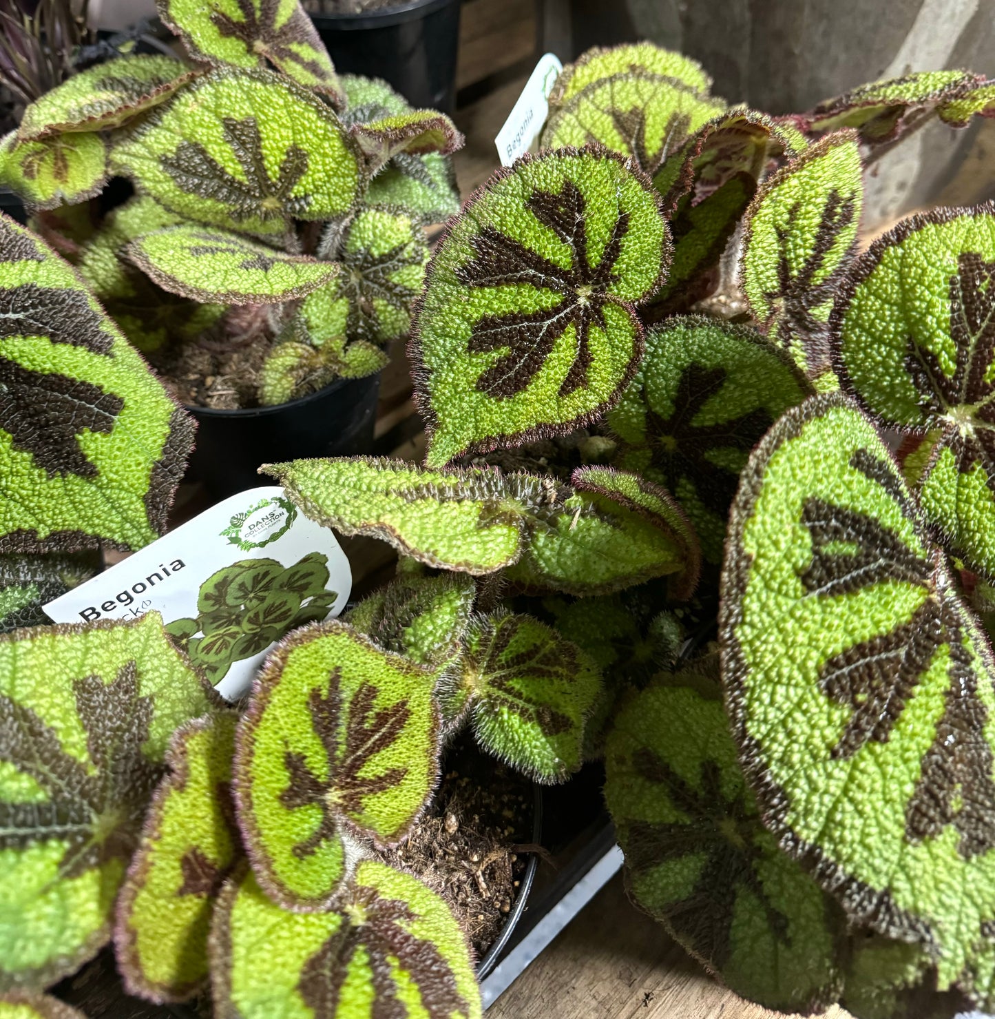 Begonia Masoniana 'Rock'