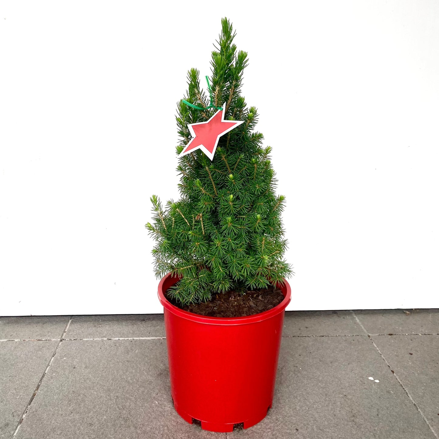 Christmas tree - Picea Glauca