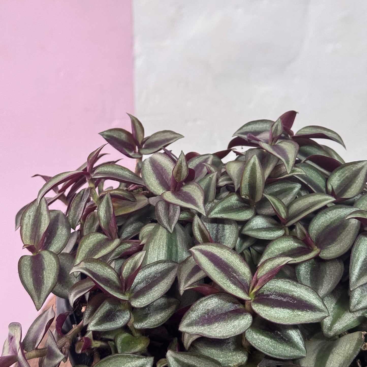 Tradescantia 'Zebrina Spiderwort'