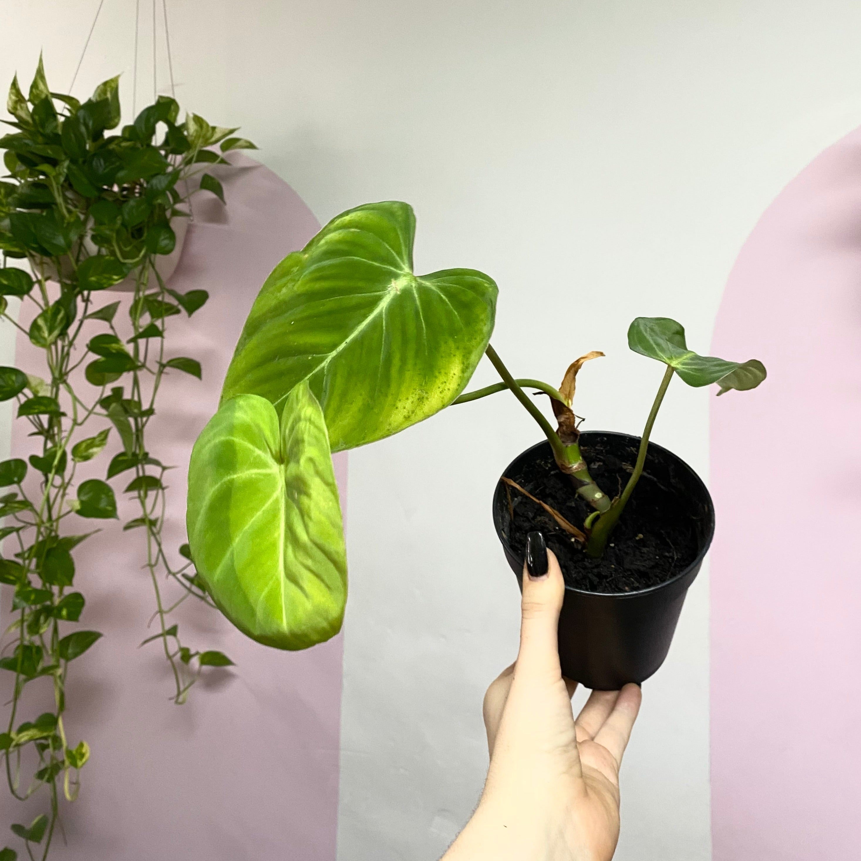 philodendron gloriosum melbourne Philodendron Gloriosum – Rare Indoor Plant