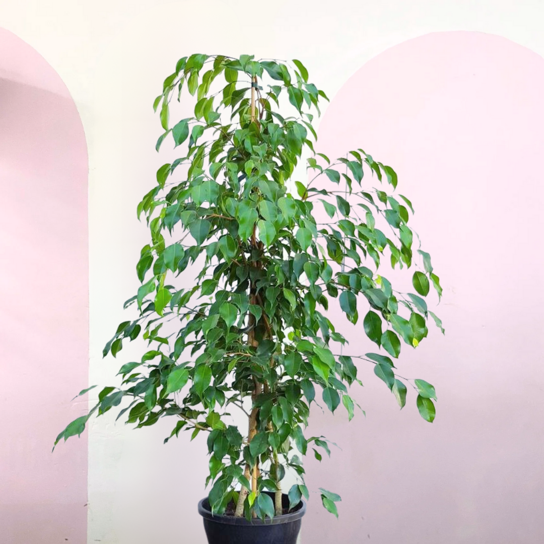 Ficus Benjamina