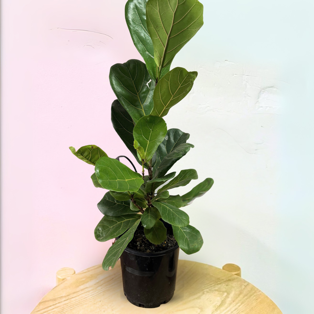Fiddle Leaf Fig 'Bambino'
