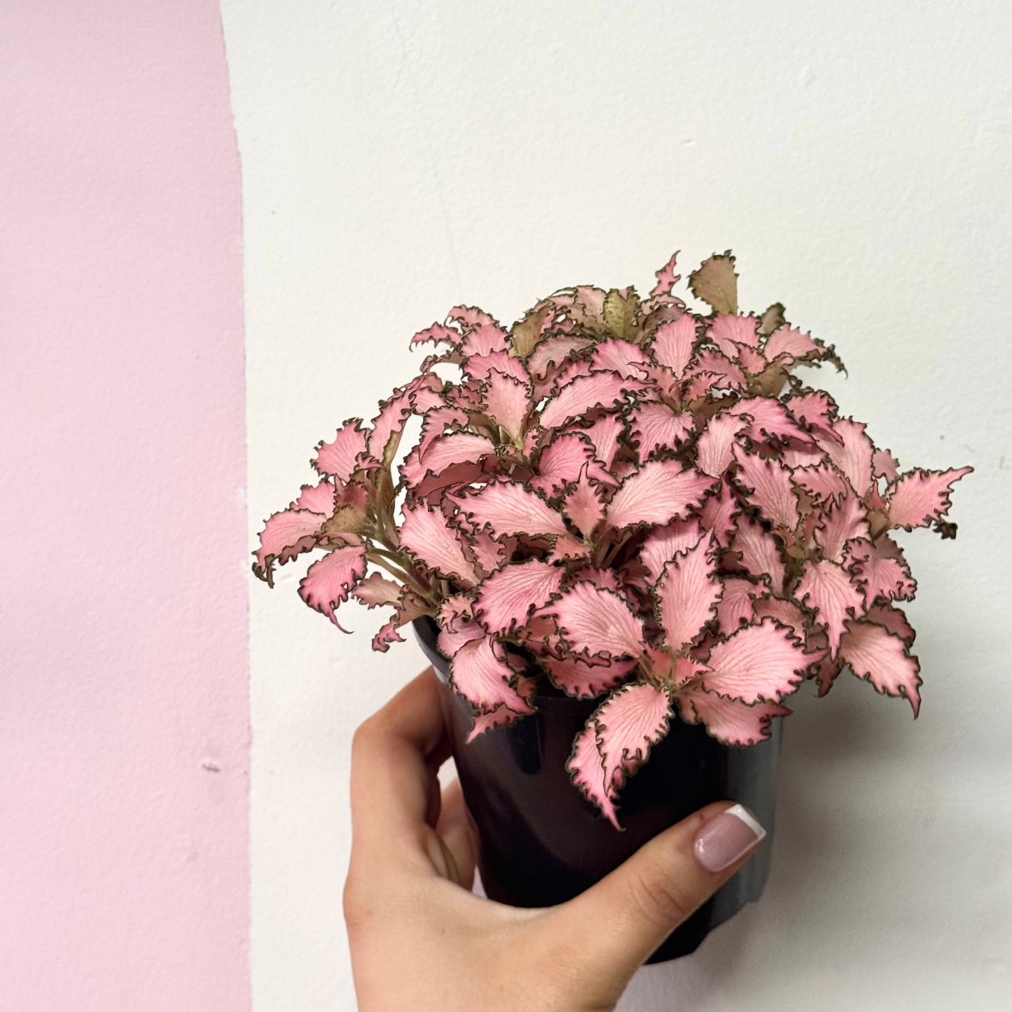 Fittonia 'Pink Star'