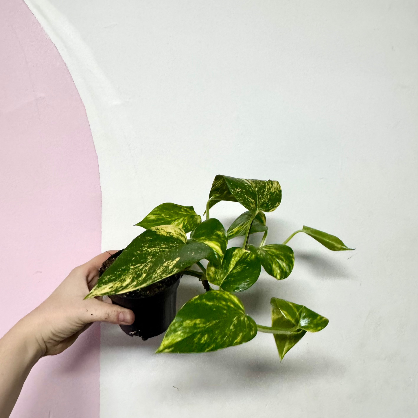 Devils Ivy 'Pothos'