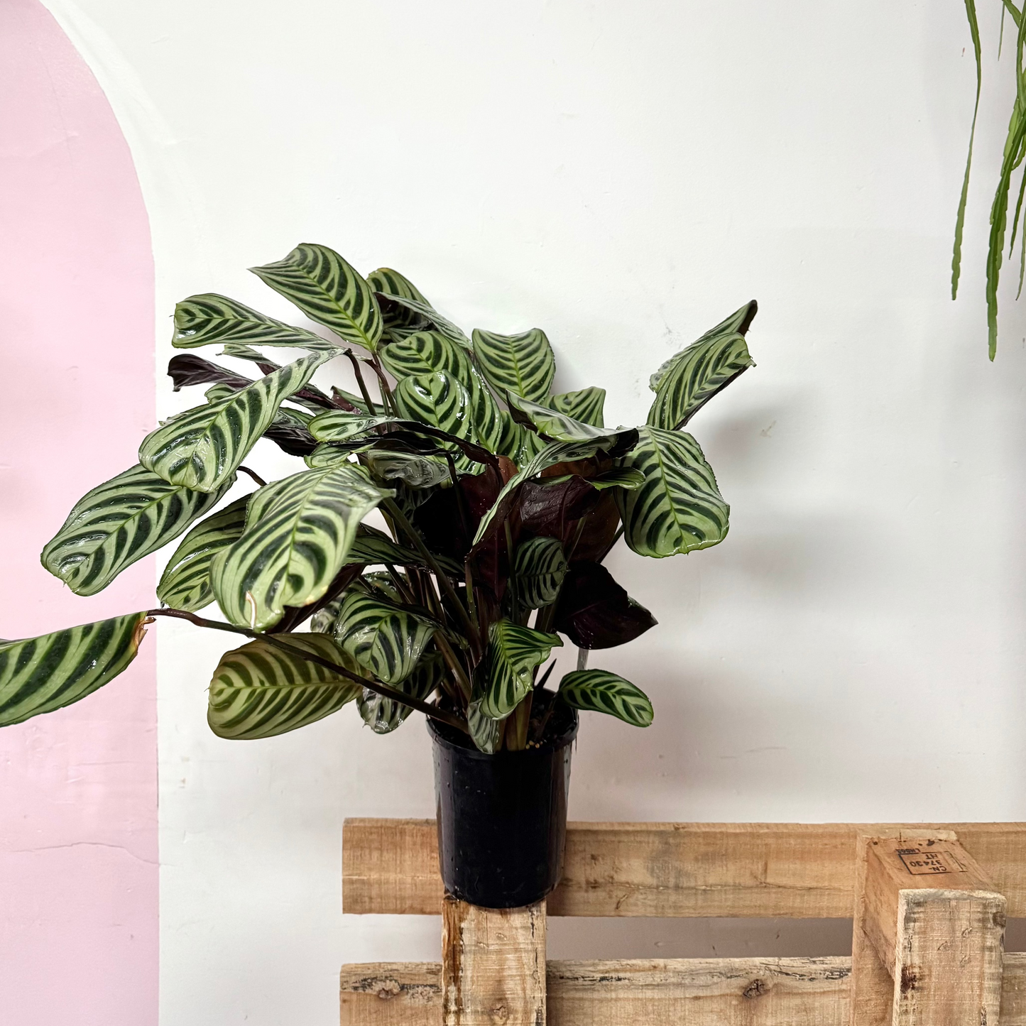 Ctenanthe Burle Marxii