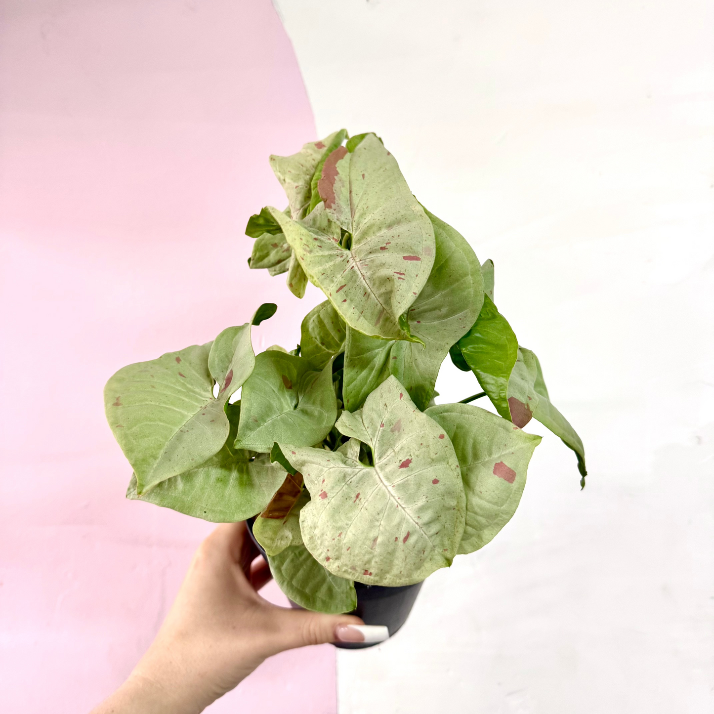 Syngonium 'Pink Confetti'