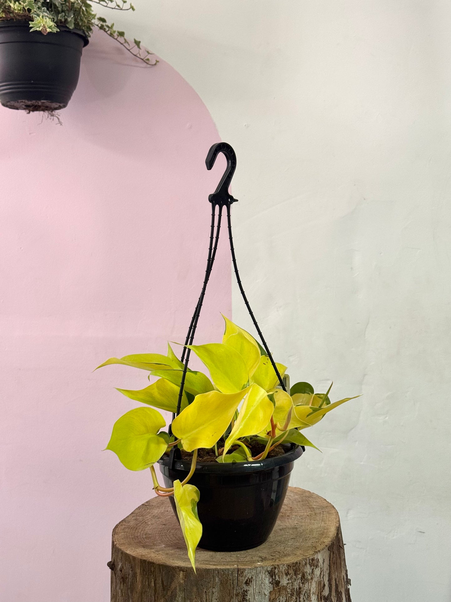 Philodendron Brasil