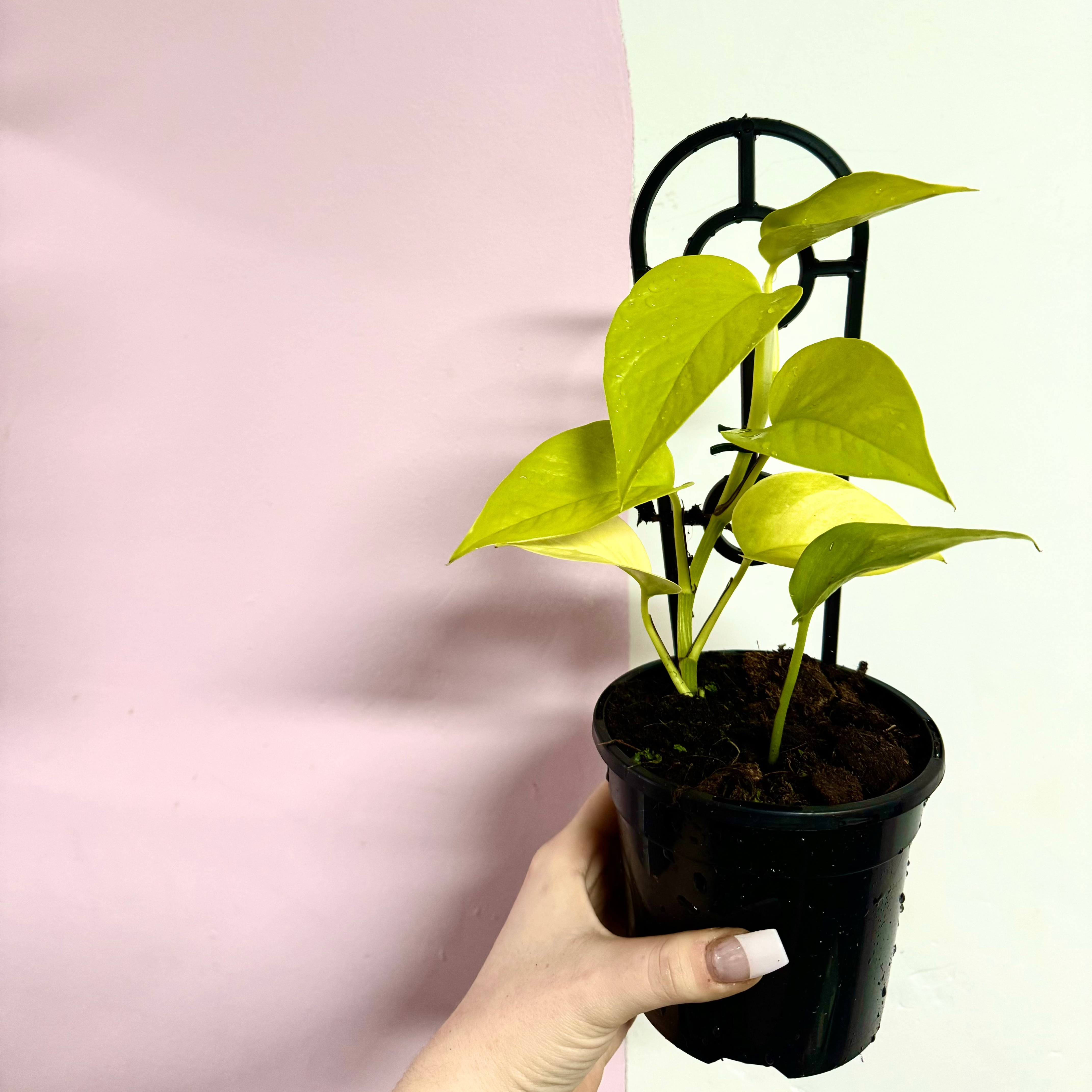 goldilocks pothos Neon Pothos 'Goldilocks' – Trailing Indoor Plant