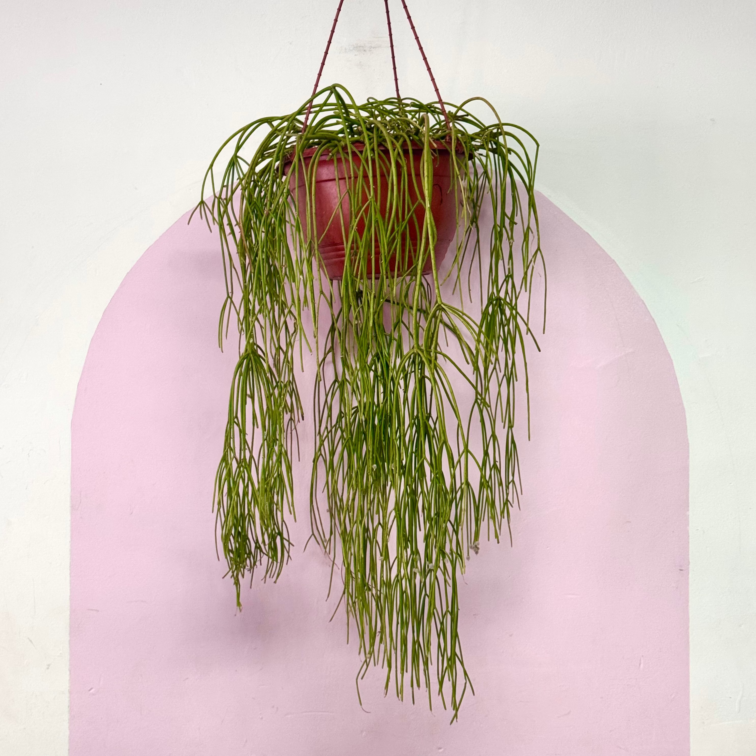 hanging cactus house plants Rhipsalis Capilliformis Hanging Cactus – Indoor Cactus