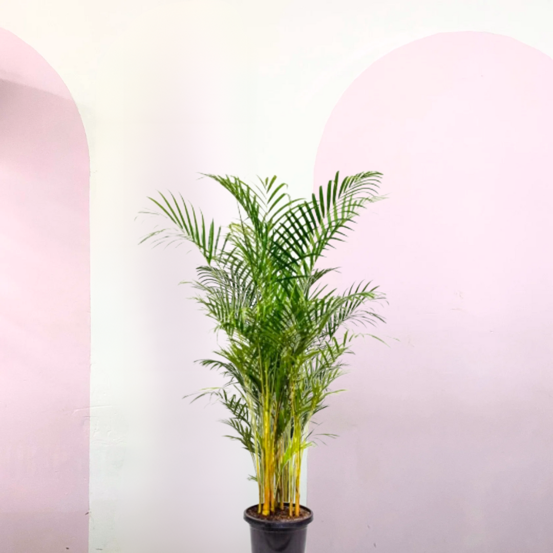 Golden Cane Palm