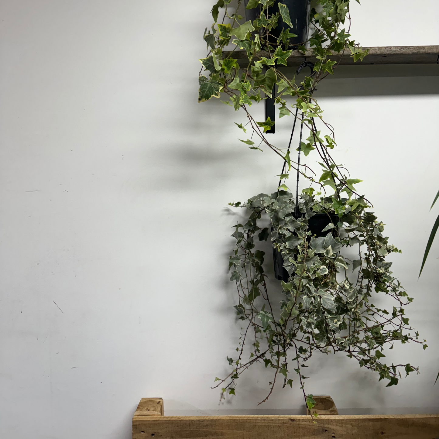English Ivy