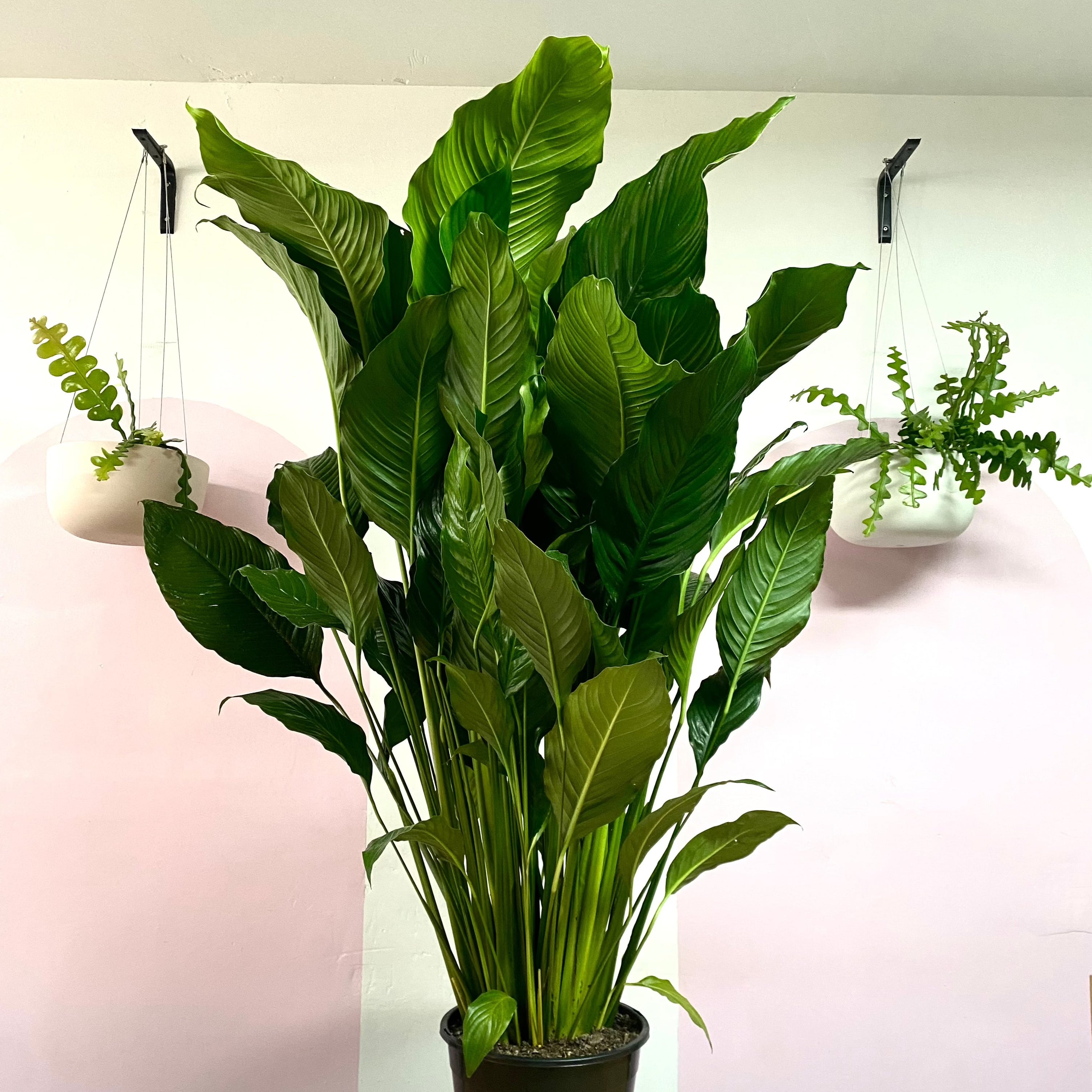 peace lily sebastiano Peace Lily Sebastiano – Flowering Indoor Plant