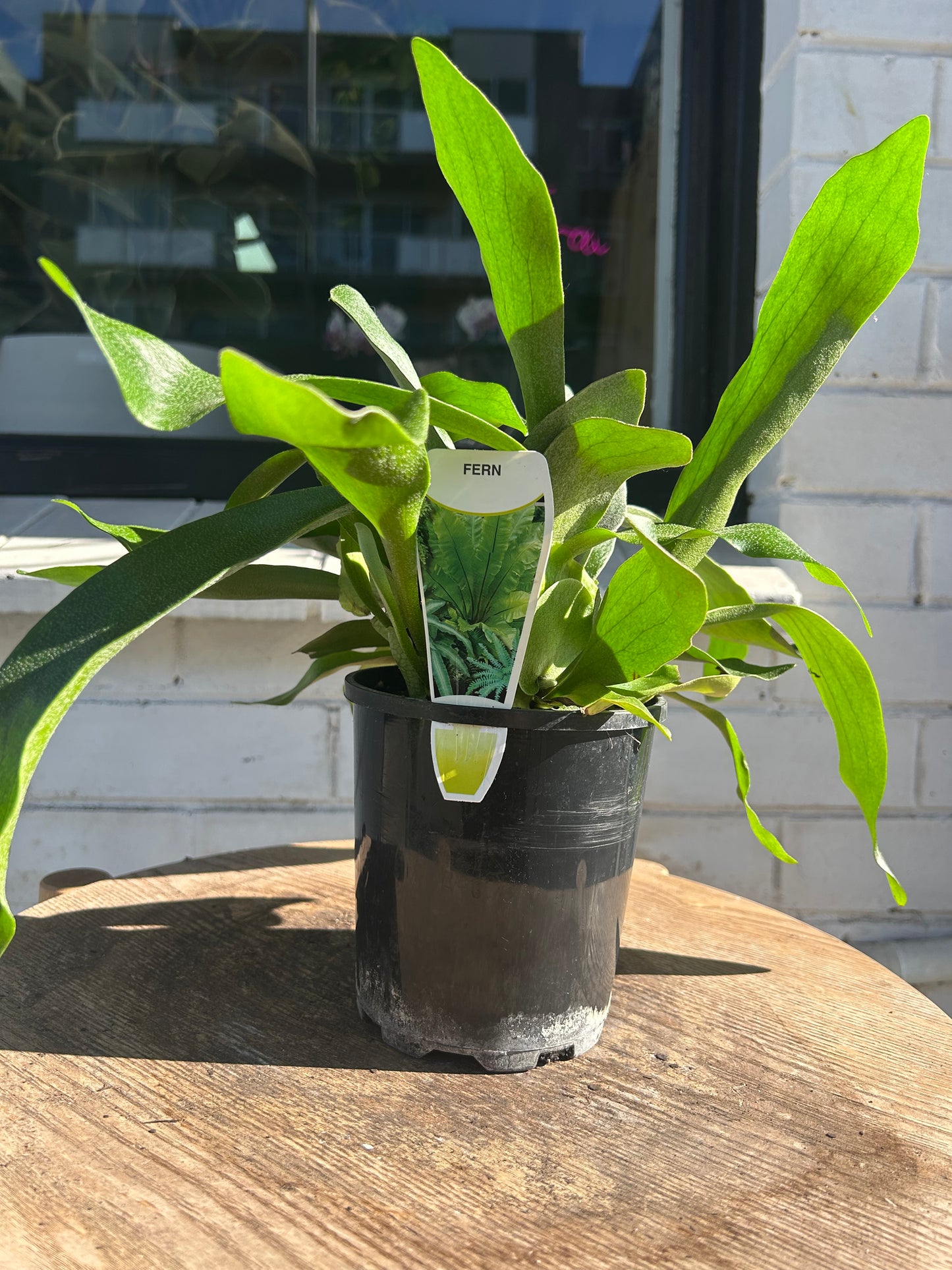 Staghorn Fern