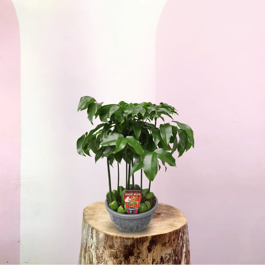 black bean indoor plant Magic Bean Plant – Indoor Plant