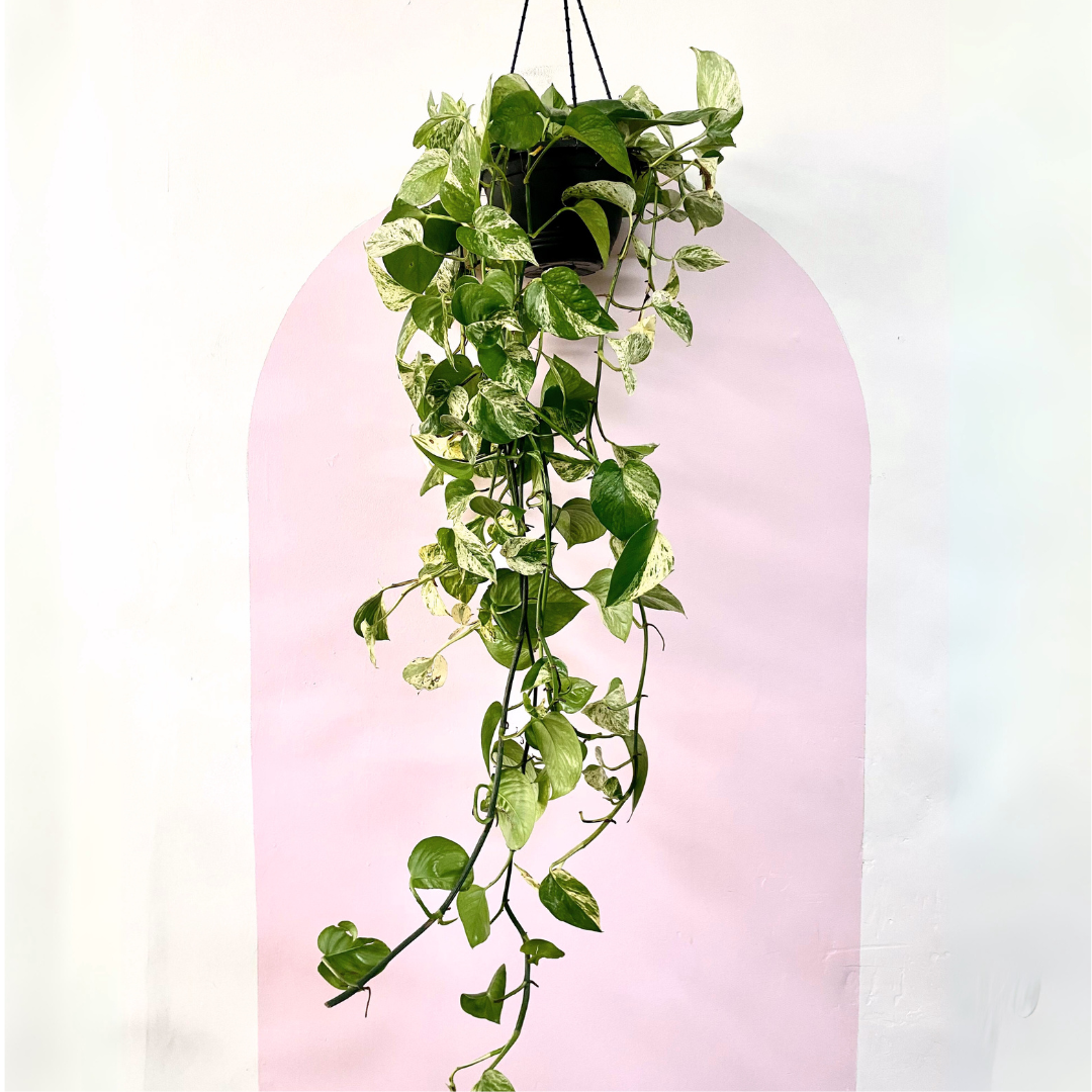 marble queen pothos 中文 大理石皇后綠蘿-優雅的室內植物,易於照顧| Green Envy – Green Envy Indoor Plants