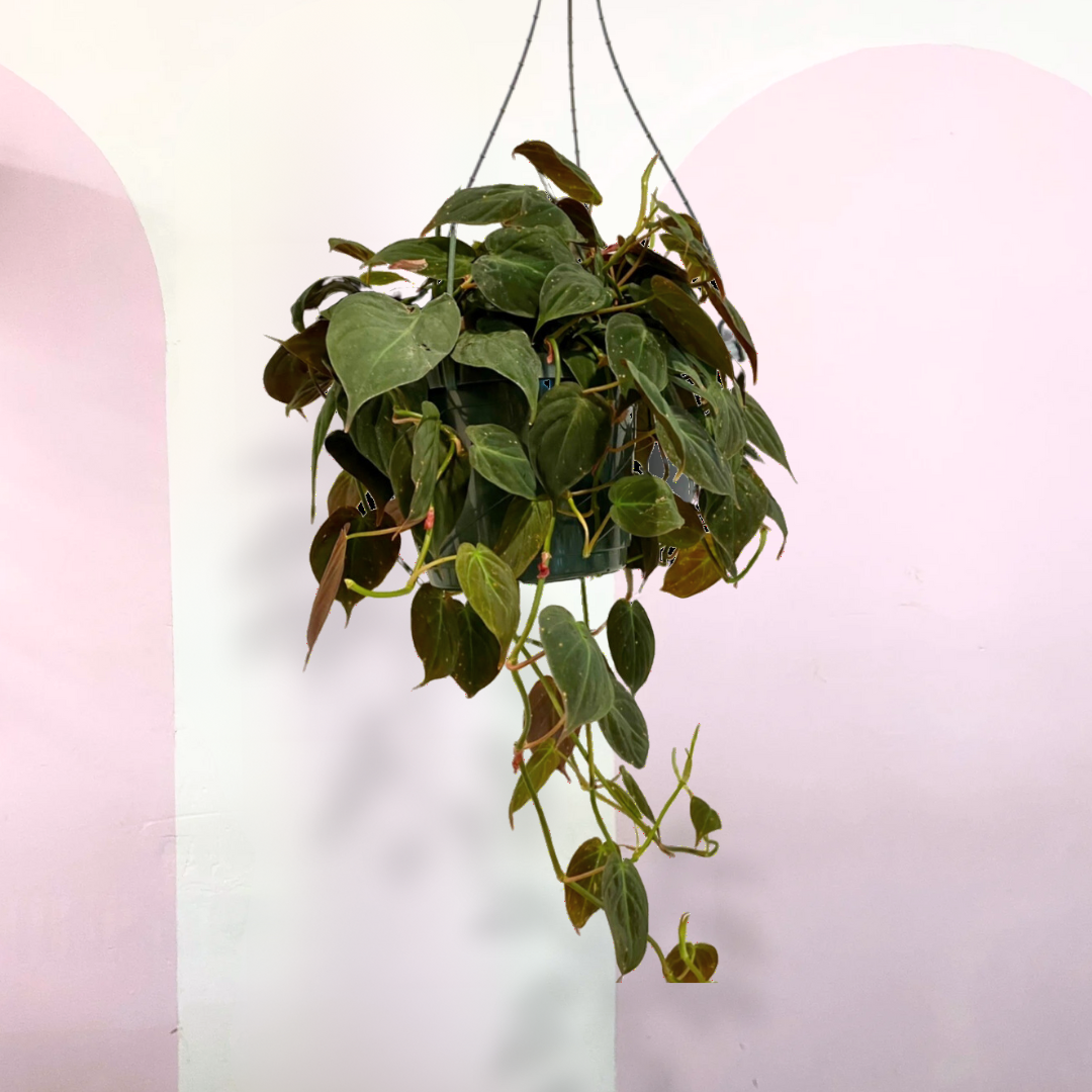 Philodendron Mican