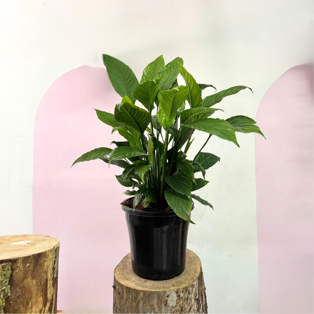 peace lily 中文 和平百合——易于护理的室内空气净化植物| Green Envy – Green Envy Indoor Plants