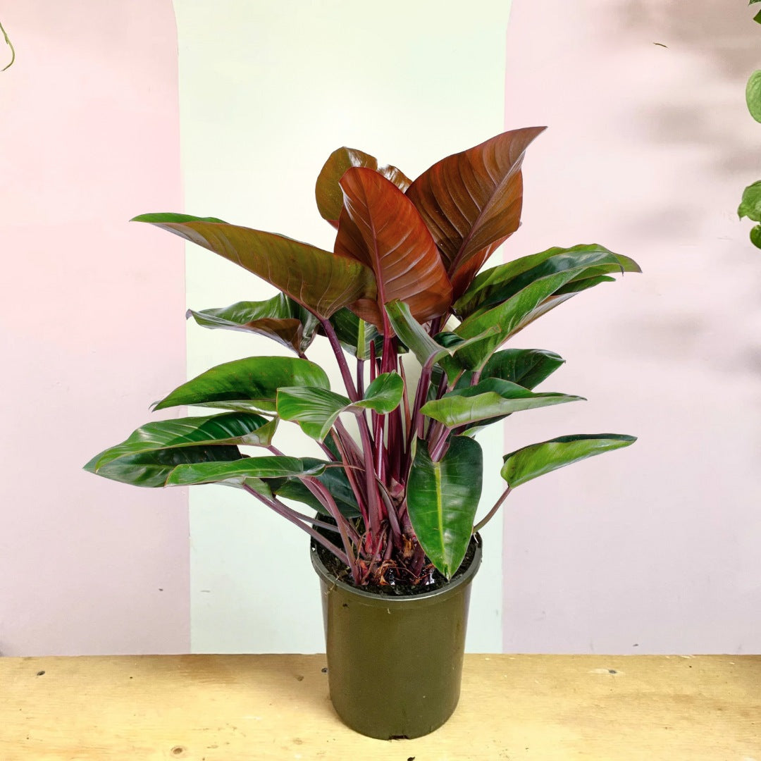 congo indoor plant Philodendron Rojo Congo – Low-Light Indoor Plant