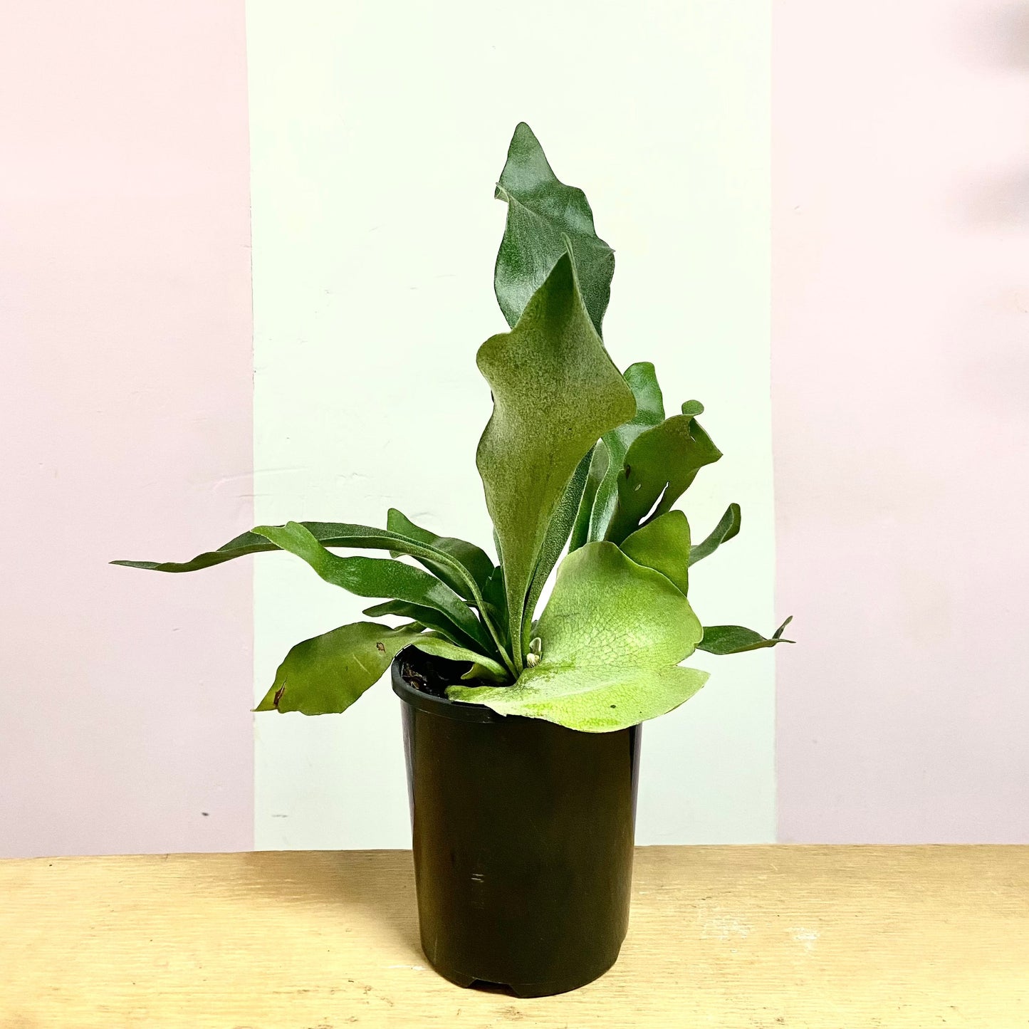 Staghorn Fern