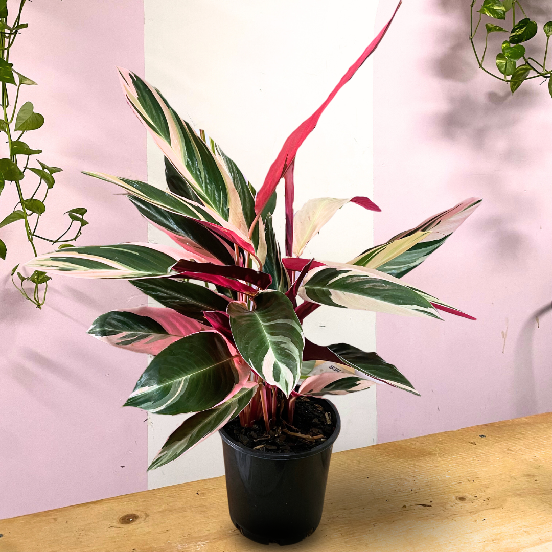 Stromanthe Tricolour