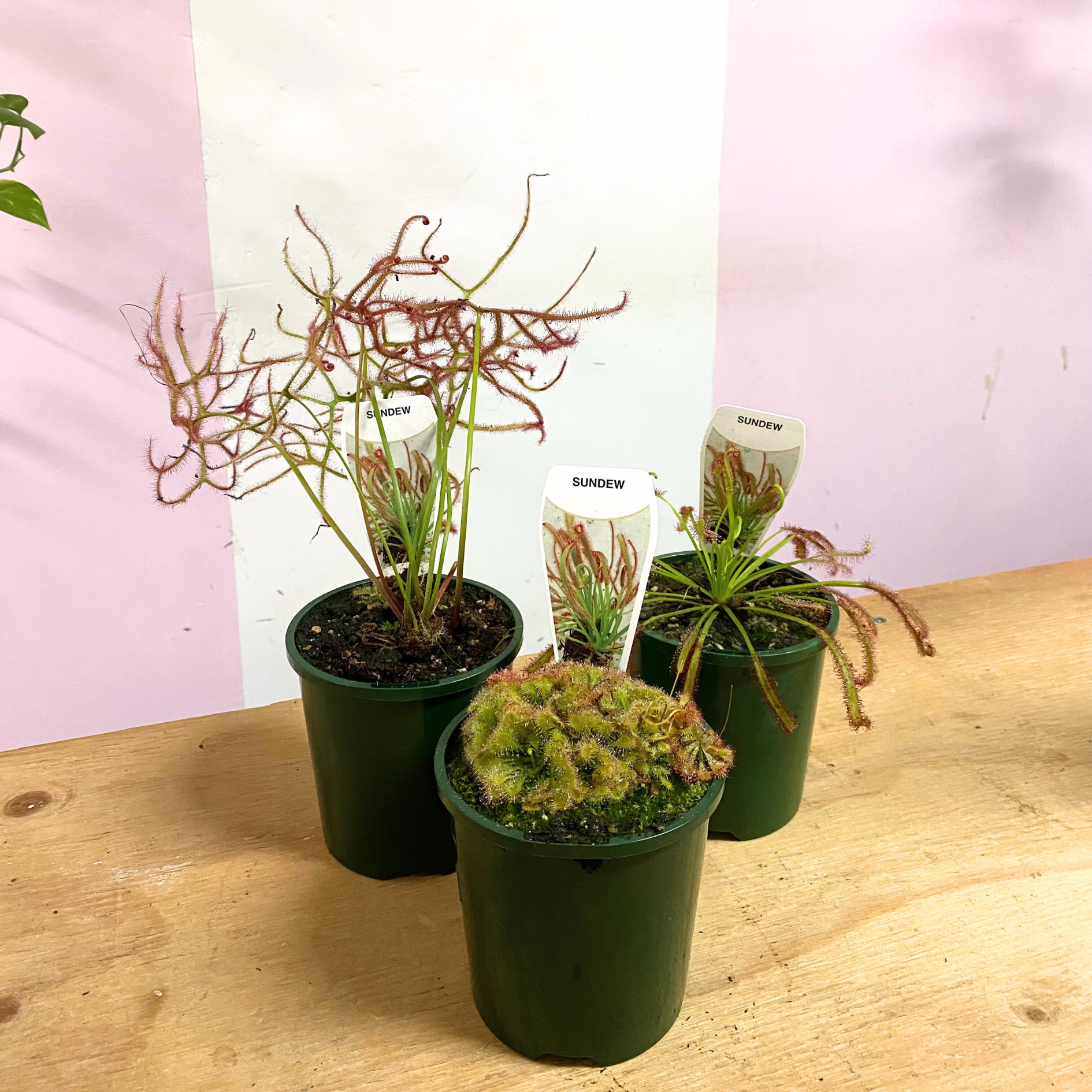 sundew plant indoor Carnivorous Drosera 'Sundew' – Rare Indoor Plant